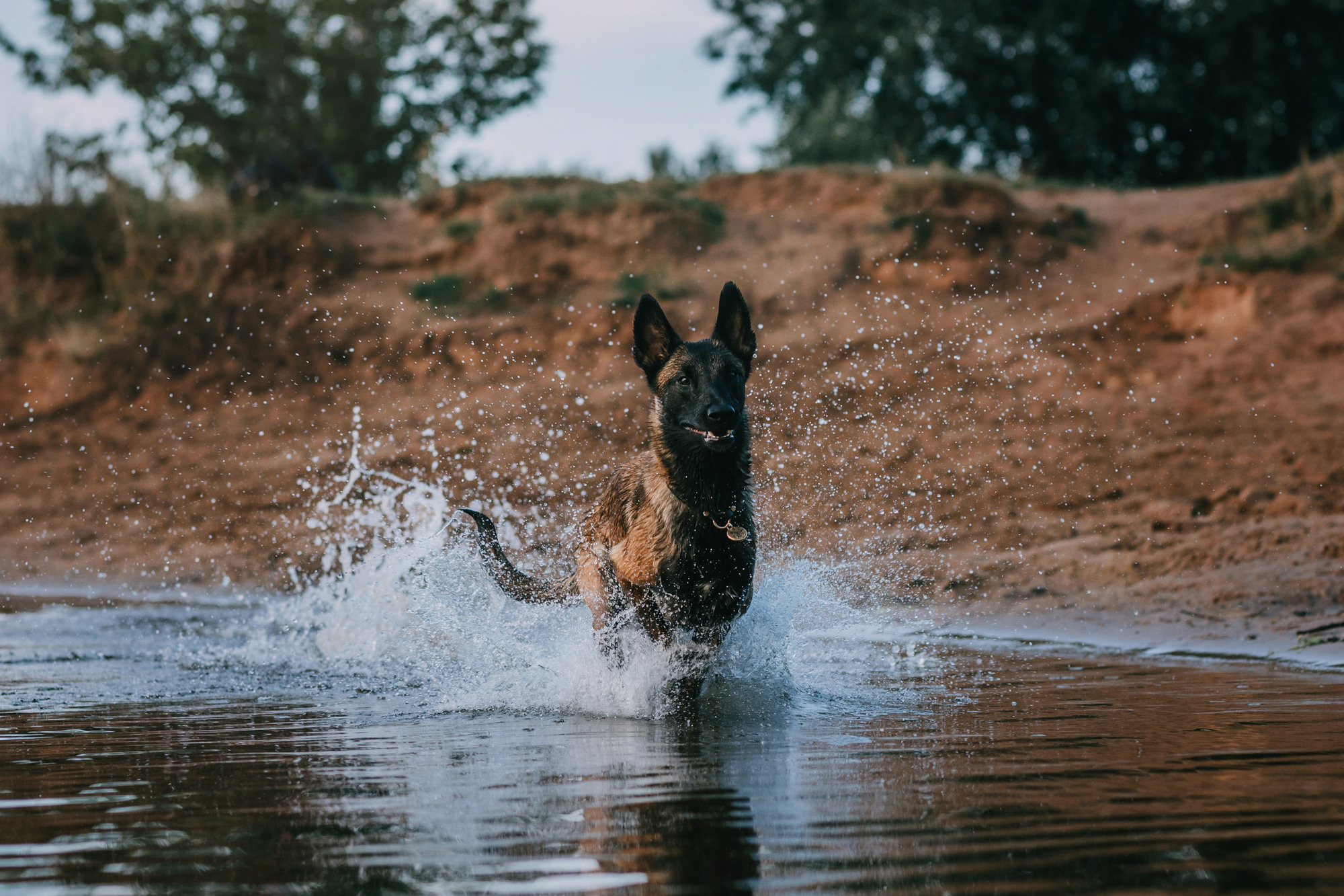Полина и Ишка. Фотограф-анималист Елена Радченко, Москва