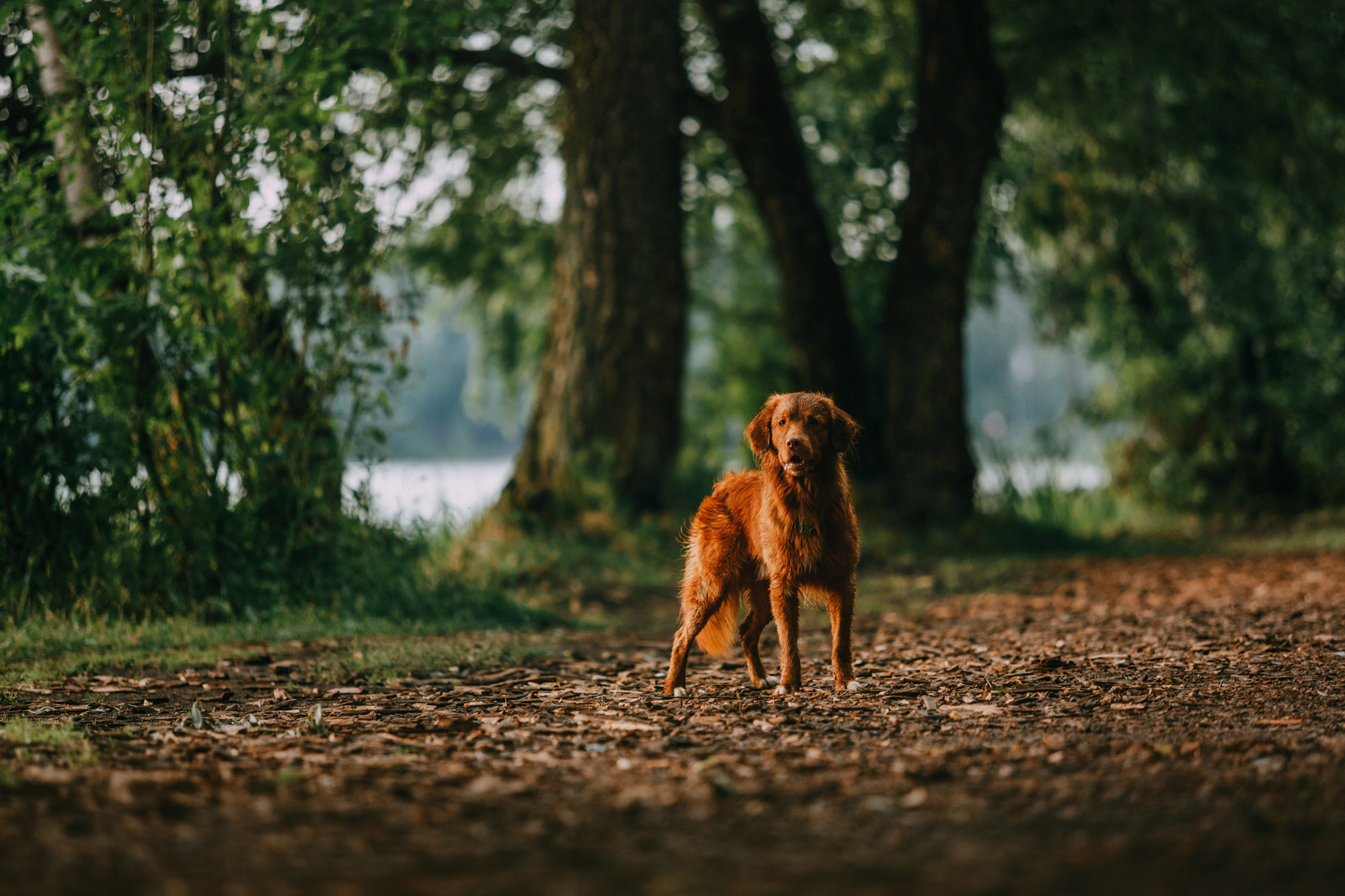 Бублик. Фотограф-анималист Елена Радченко, Москва