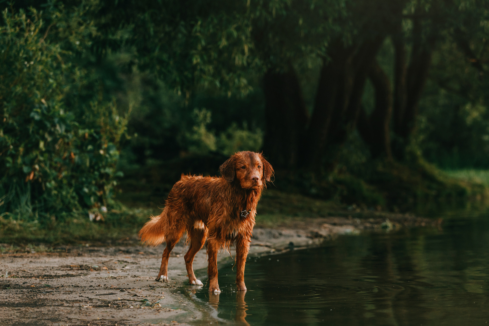 Бублик. Фотограф-анималист Елена Радченко, Москва