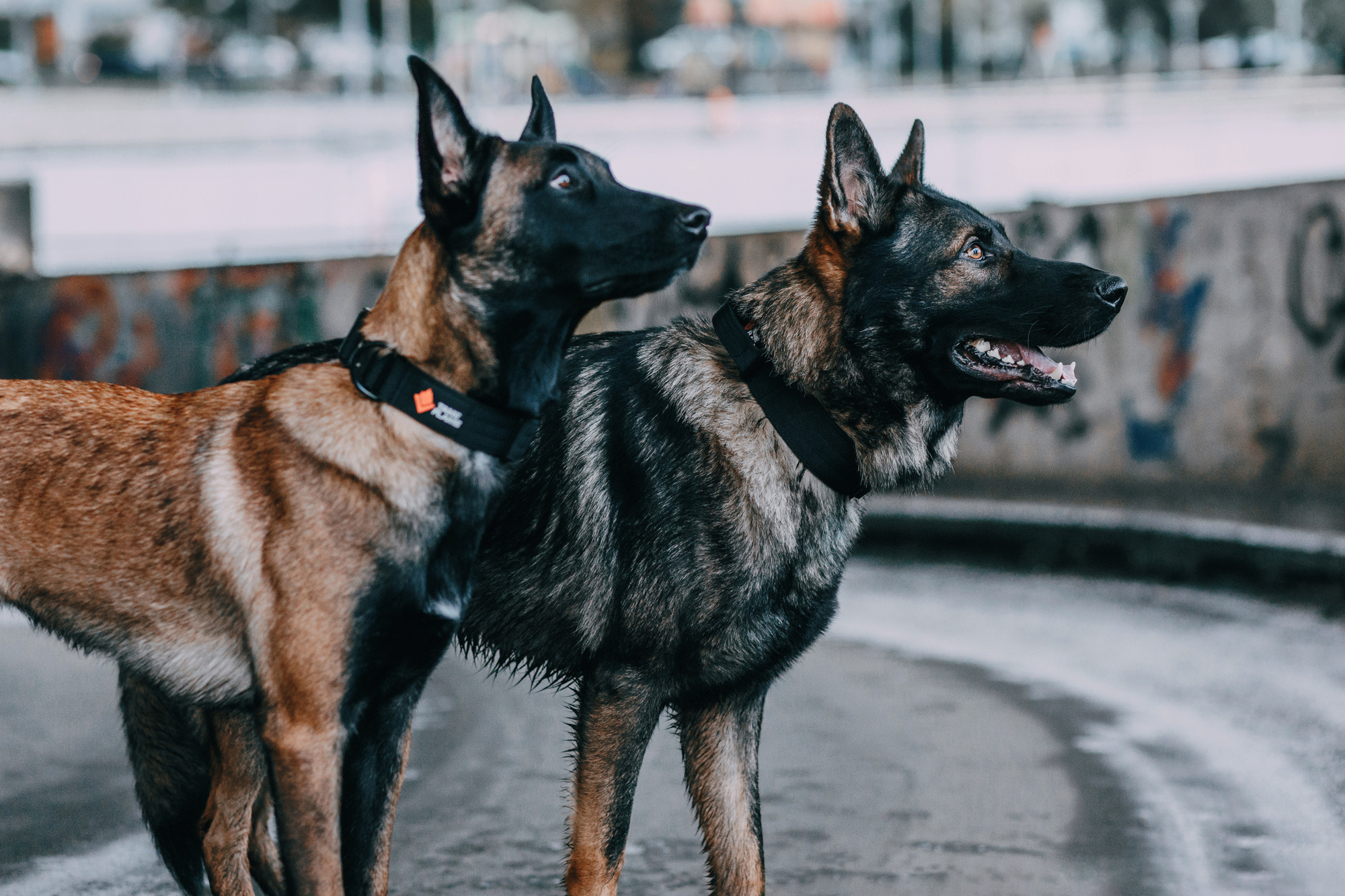 Ошейники Tame flame. Фотограф-анималист Елена Радченко, Москва