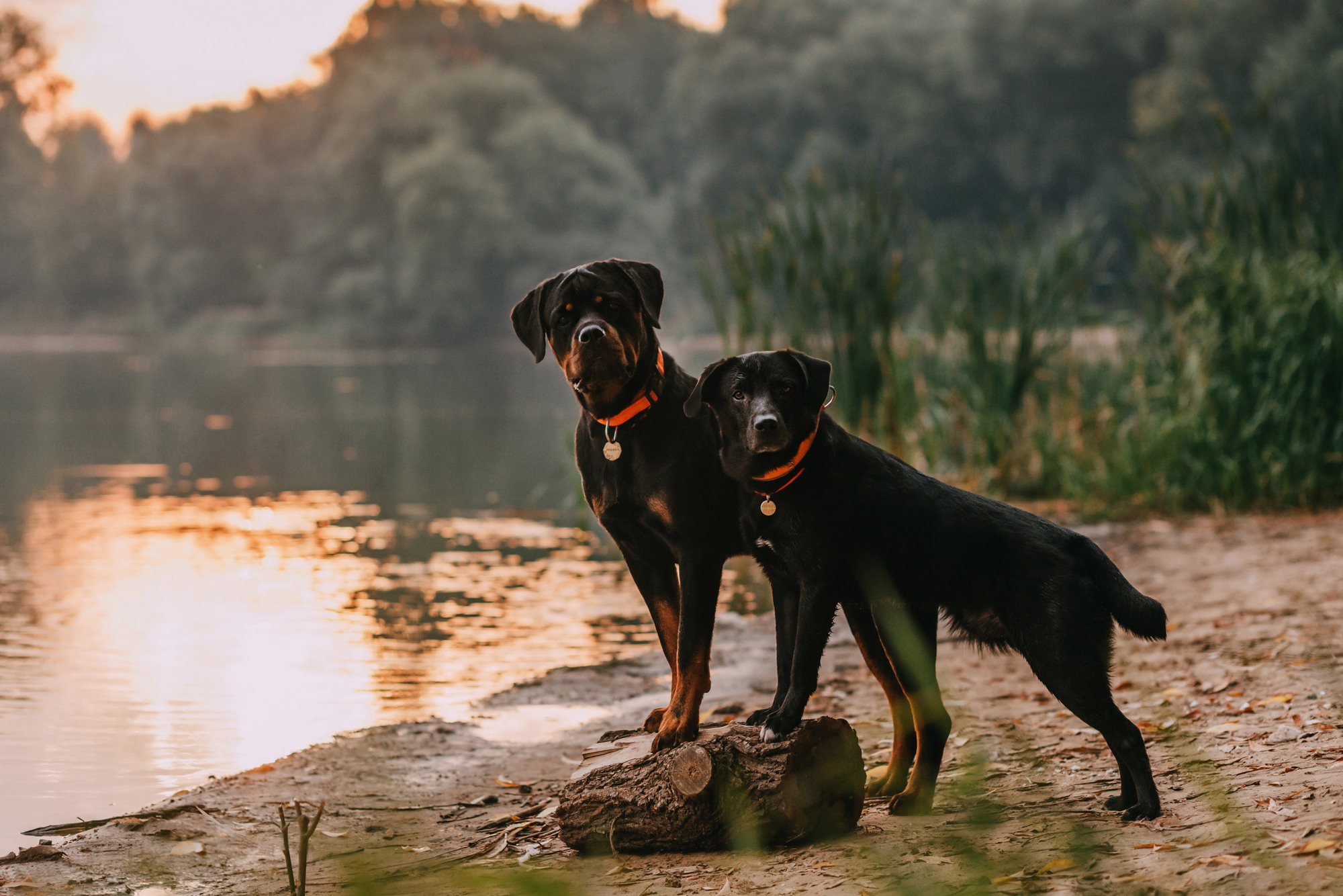 Виктория, Финн и Ливи. Фотограф-анималист Елена Радченко, Москва