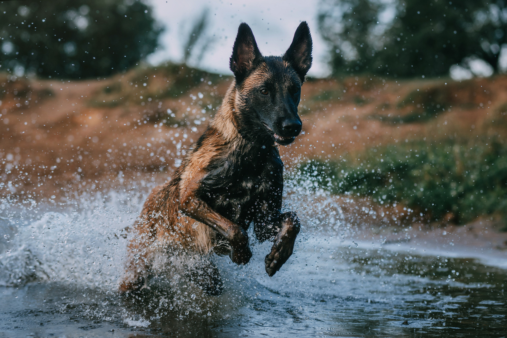 Полина и Ишка. Фотограф-анималист Елена Радченко, Москва