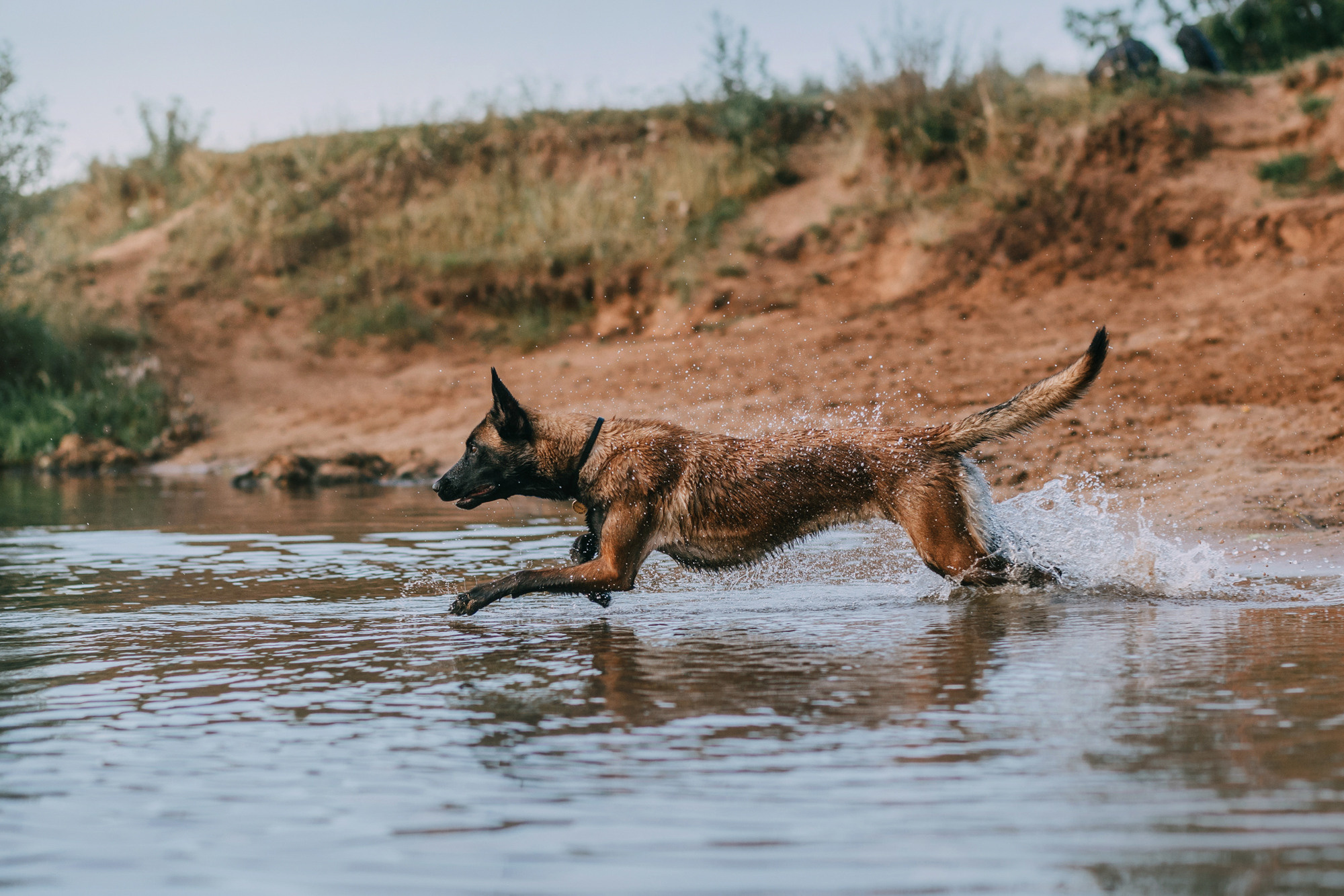 Полина и Ишка. Фотограф-анималист Елена Радченко, Москва