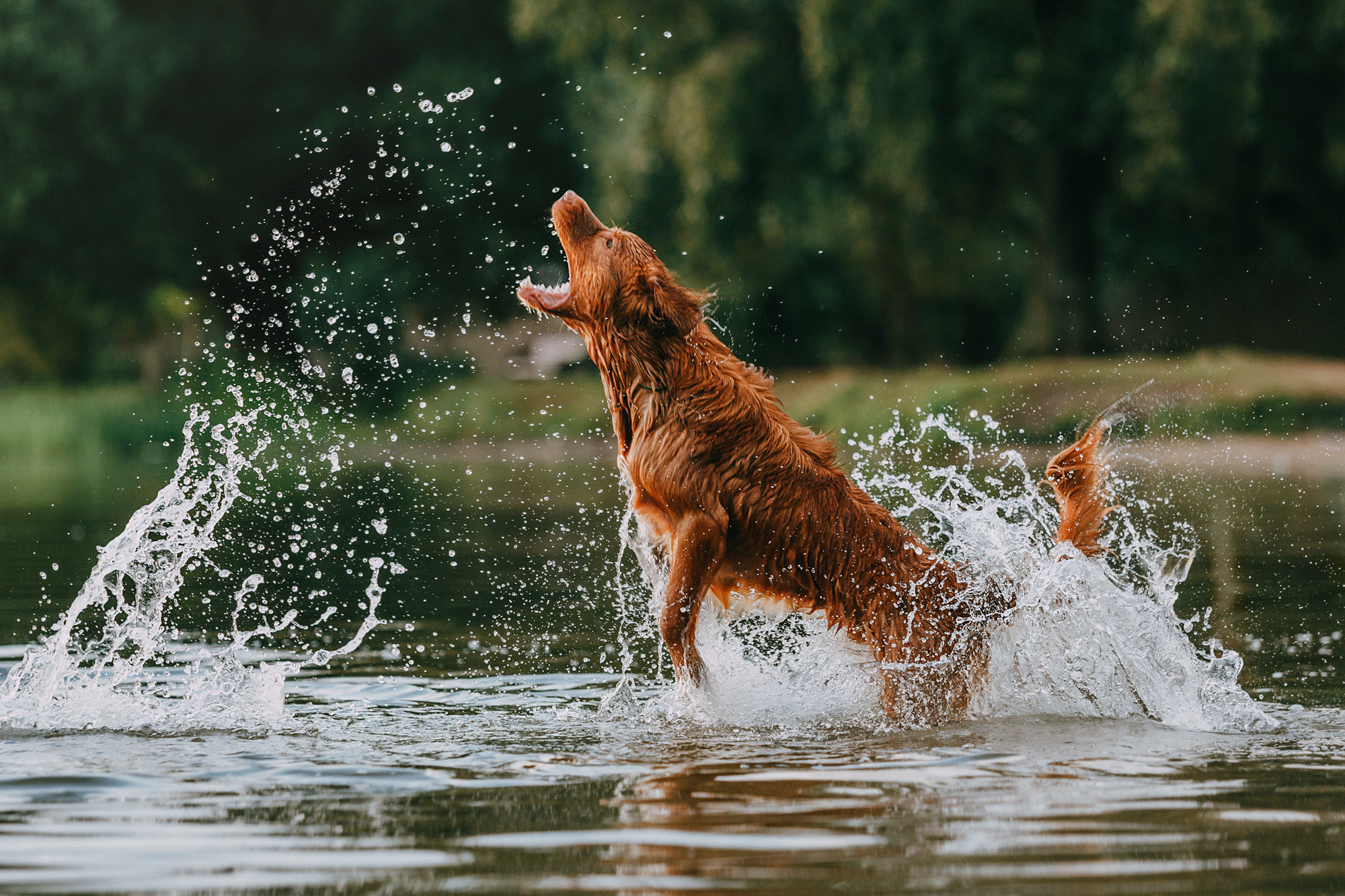 Бублик. Фотограф-анималист Елена Радченко, Москва