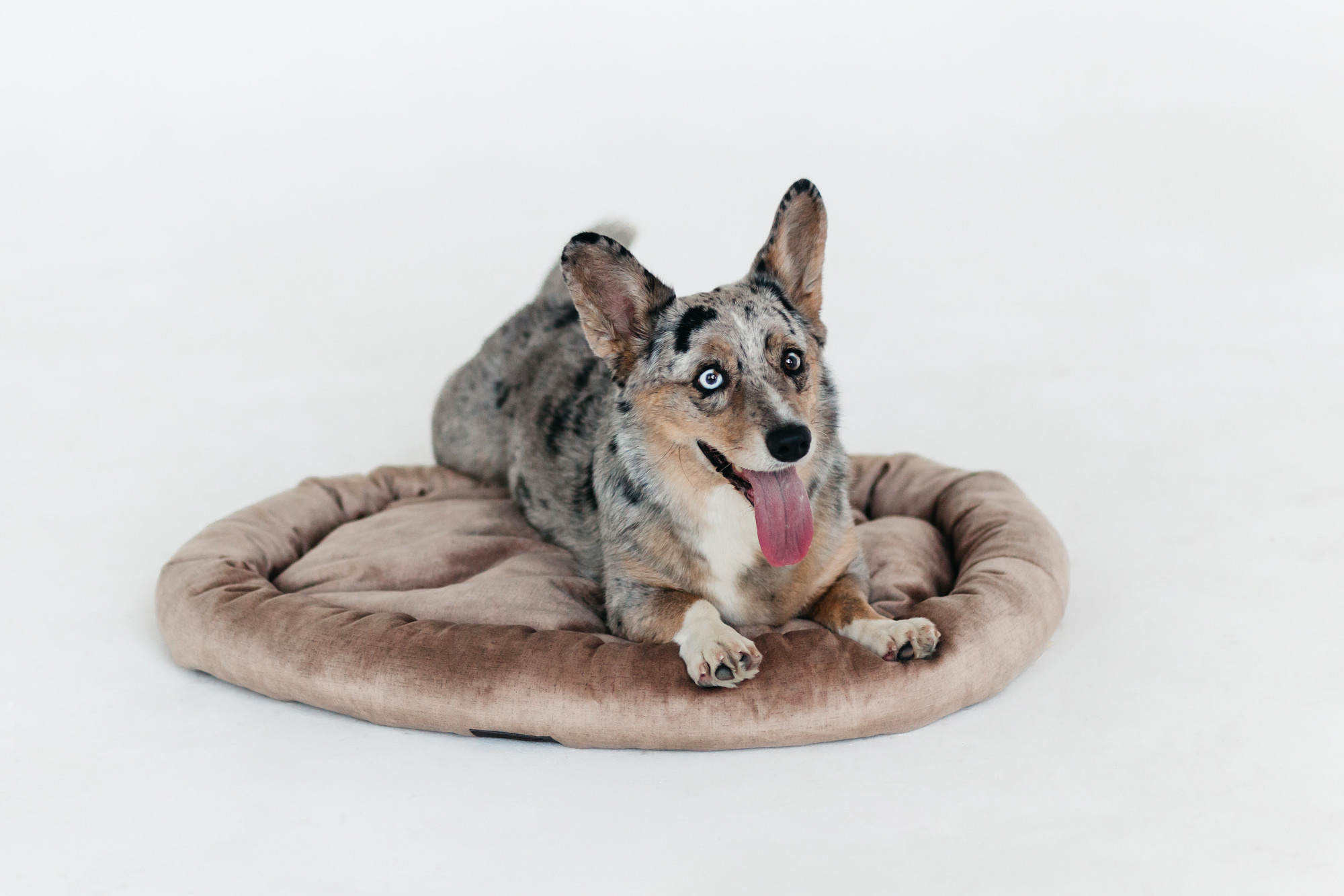 Магазин Каскад. Фотограф-анималист Елена Радченко, Москва