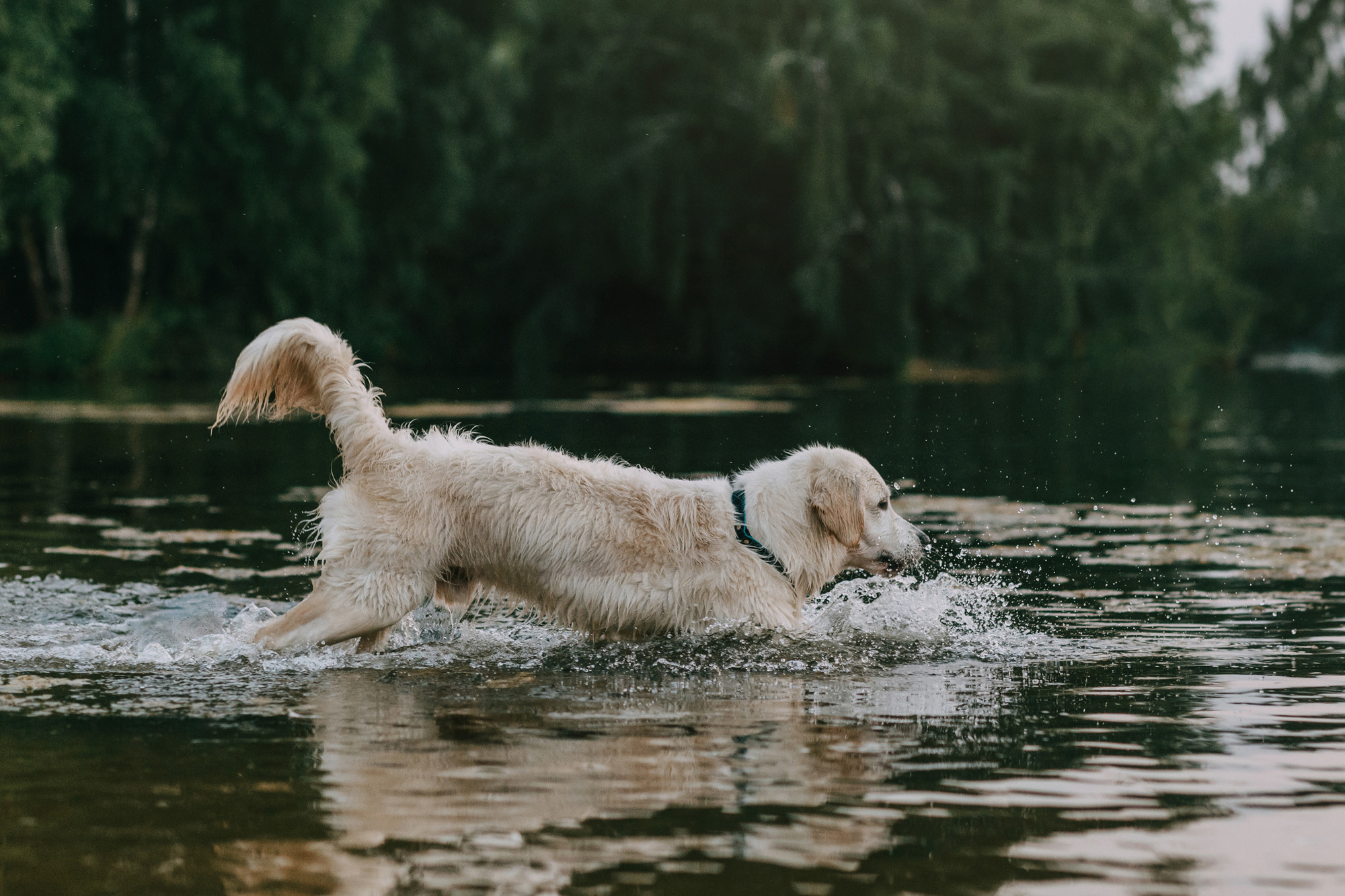 Ольга и Винни. Фотограф-анималист Елена Радченко, Москва
