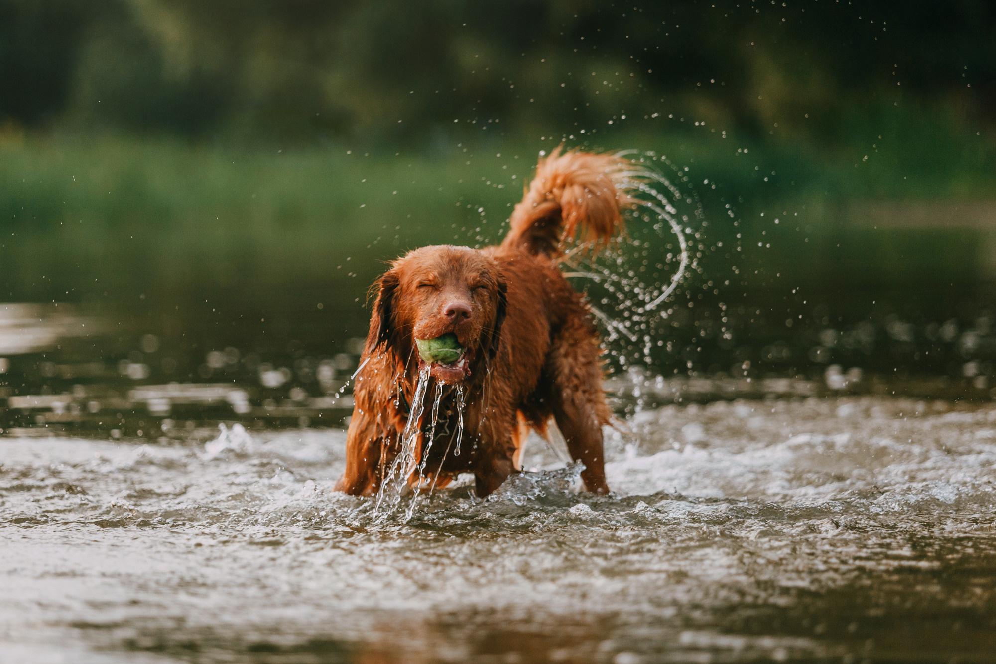 Бублик. Фотограф-анималист Елена Радченко, Москва