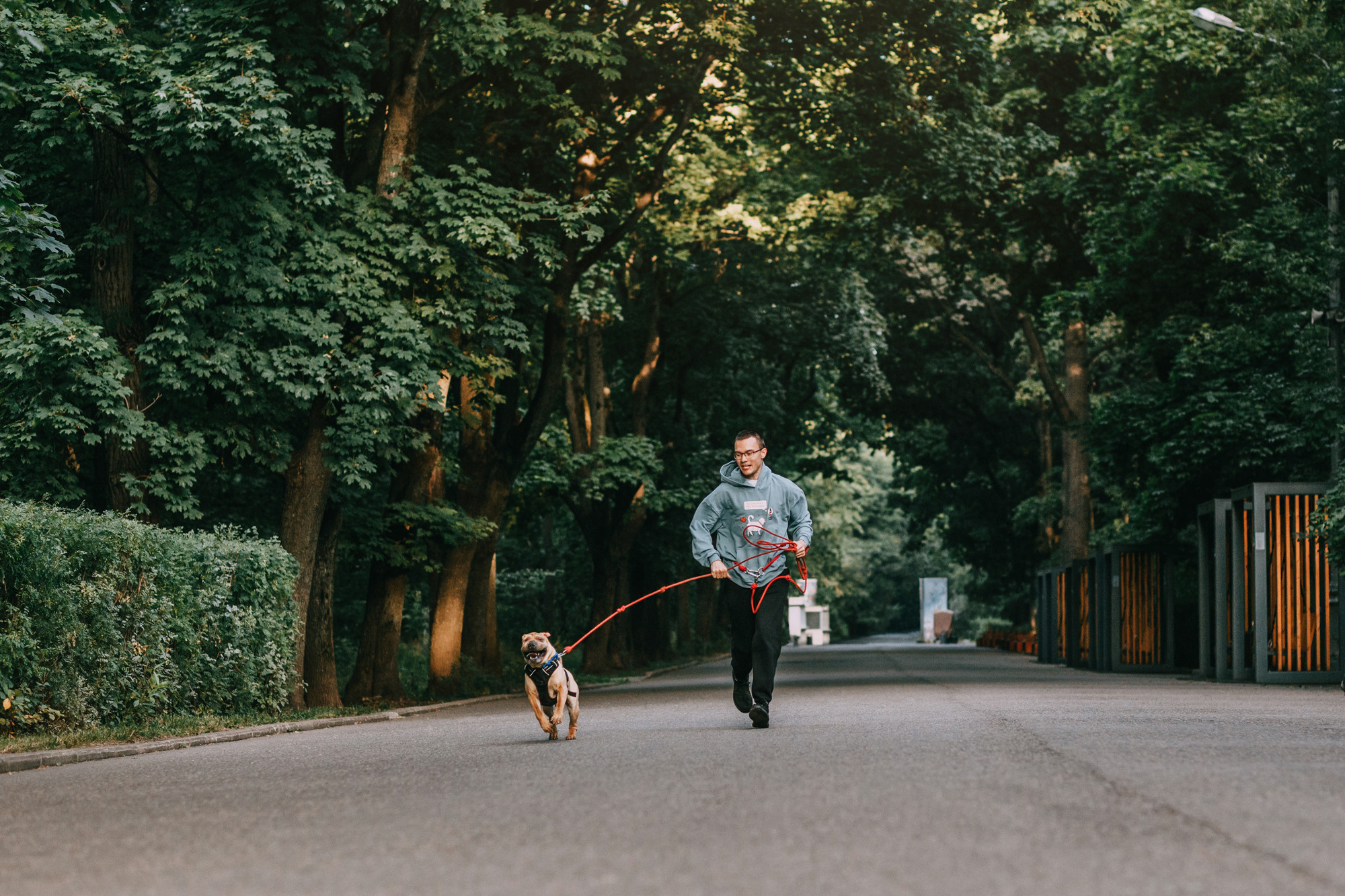 Аппа. Фотограф-анималист Елена Радченко, Москва