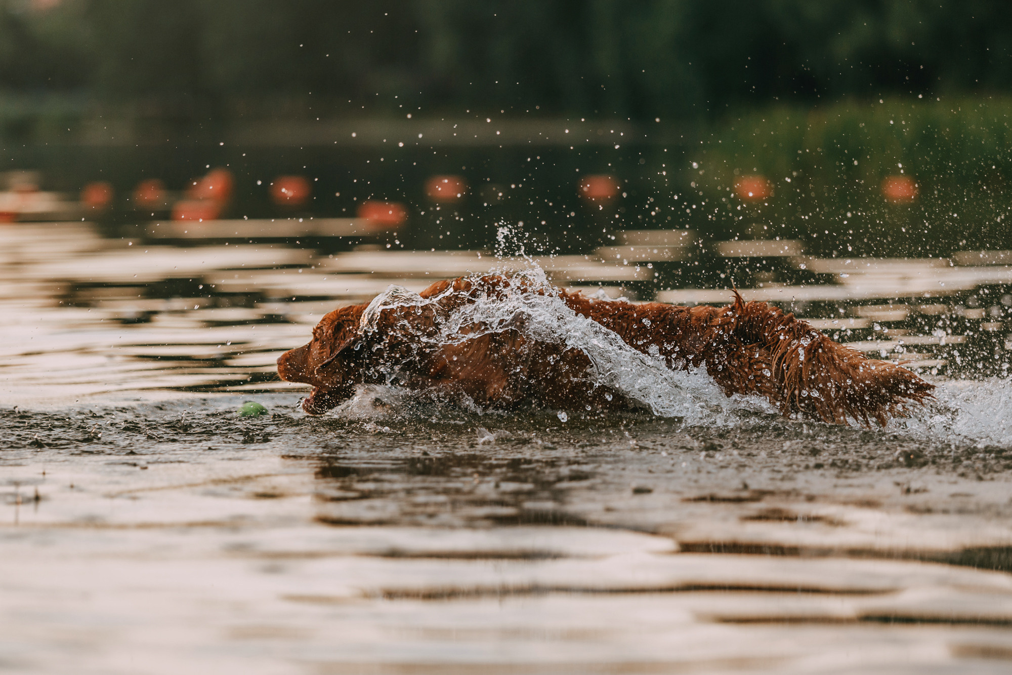 Бублик. Фотограф-анималист Елена Радченко, Москва