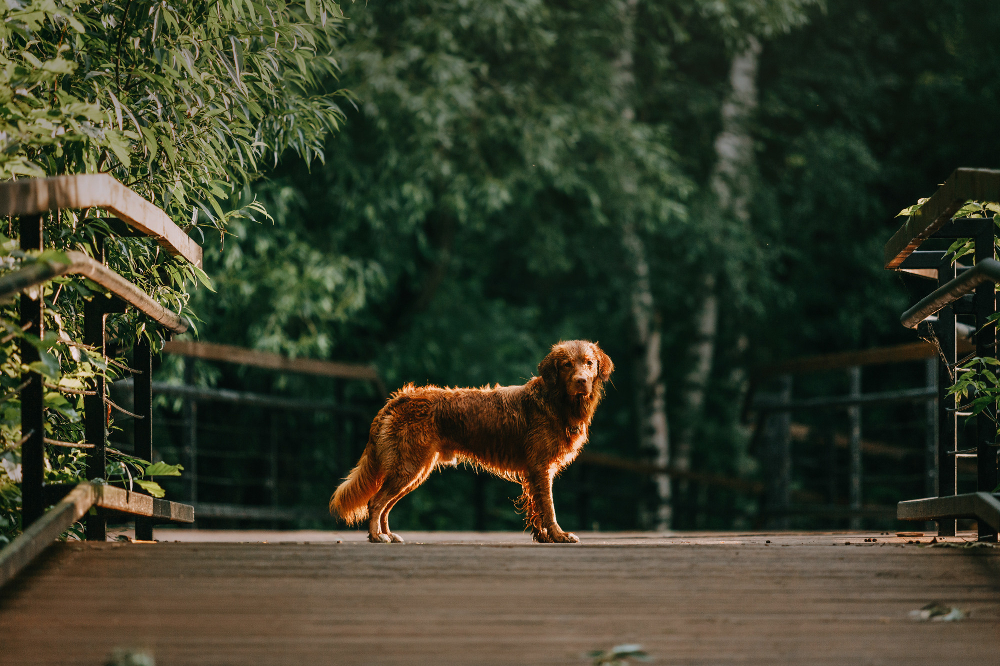 Бублик. Фотограф-анималист Елена Радченко, Москва