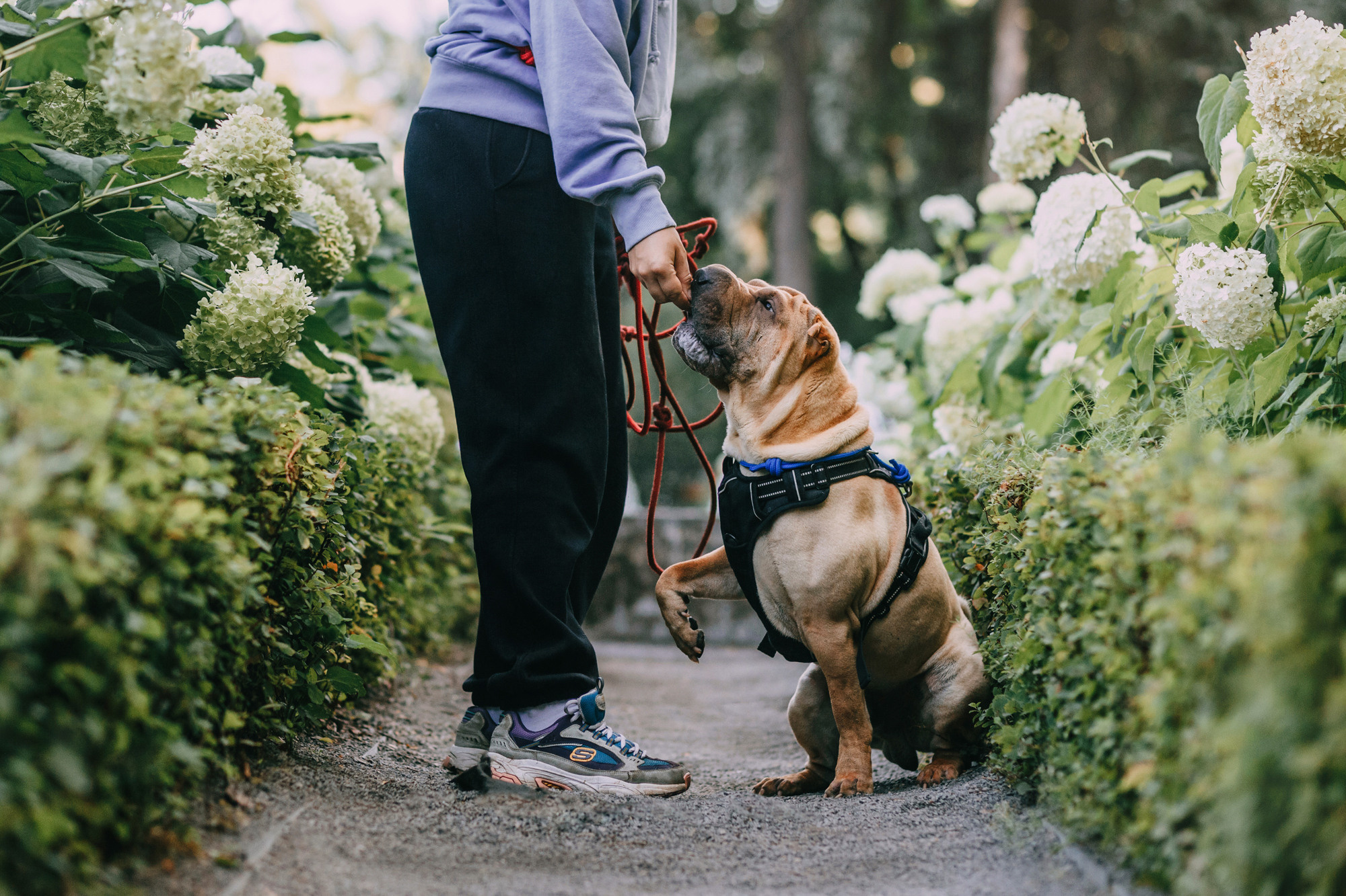 Аппа. Фотограф-анималист Елена Радченко, Москва