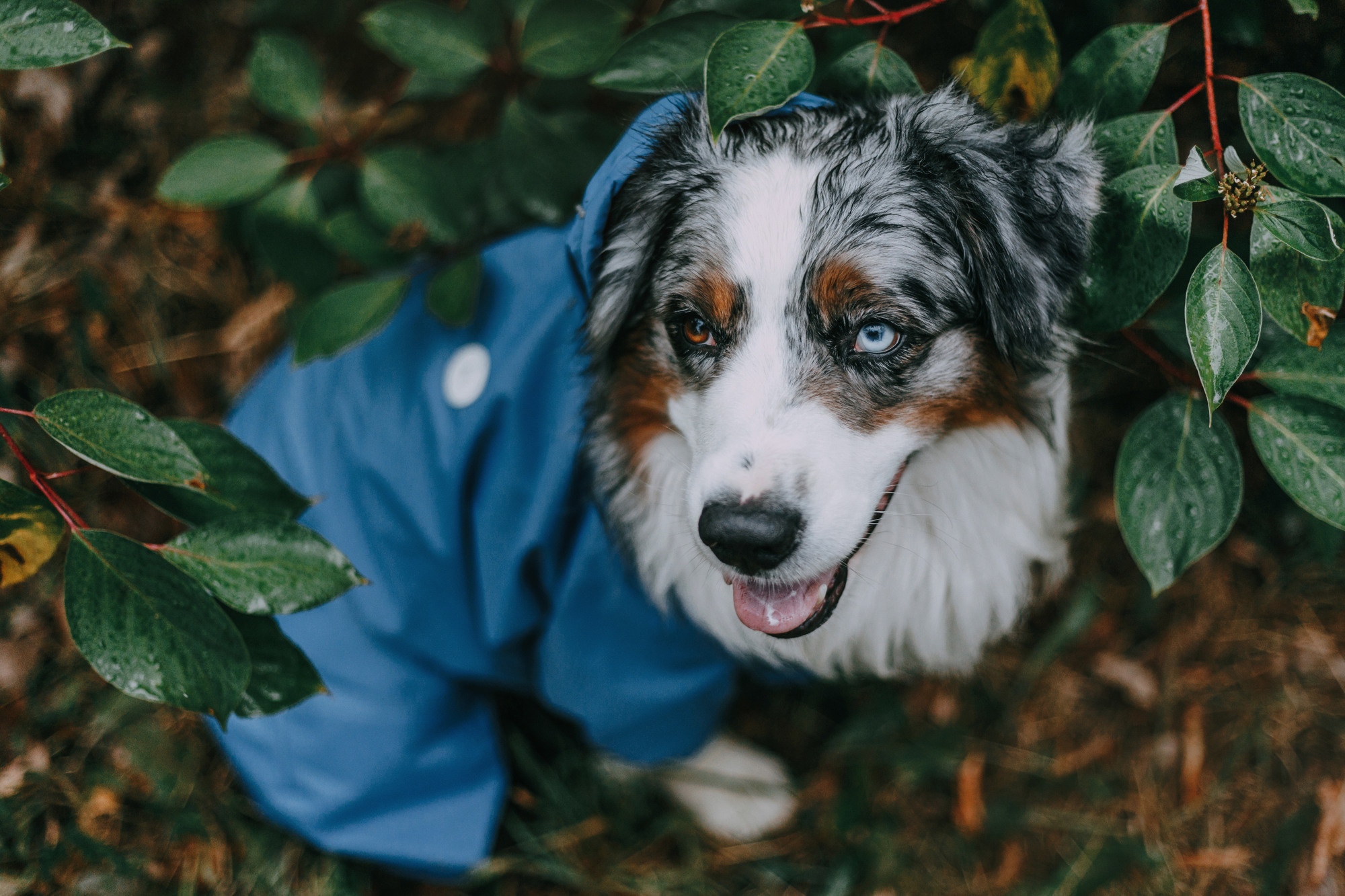 Одежда Armored dog. Фотограф-анималист Елена Радченко, Москва