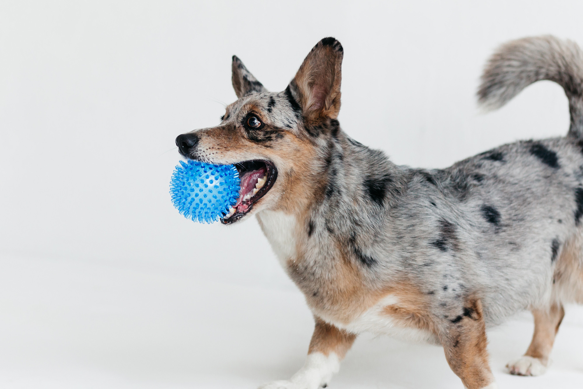 Магазин Каскад. Фотограф-анималист Елена Радченко, Москва