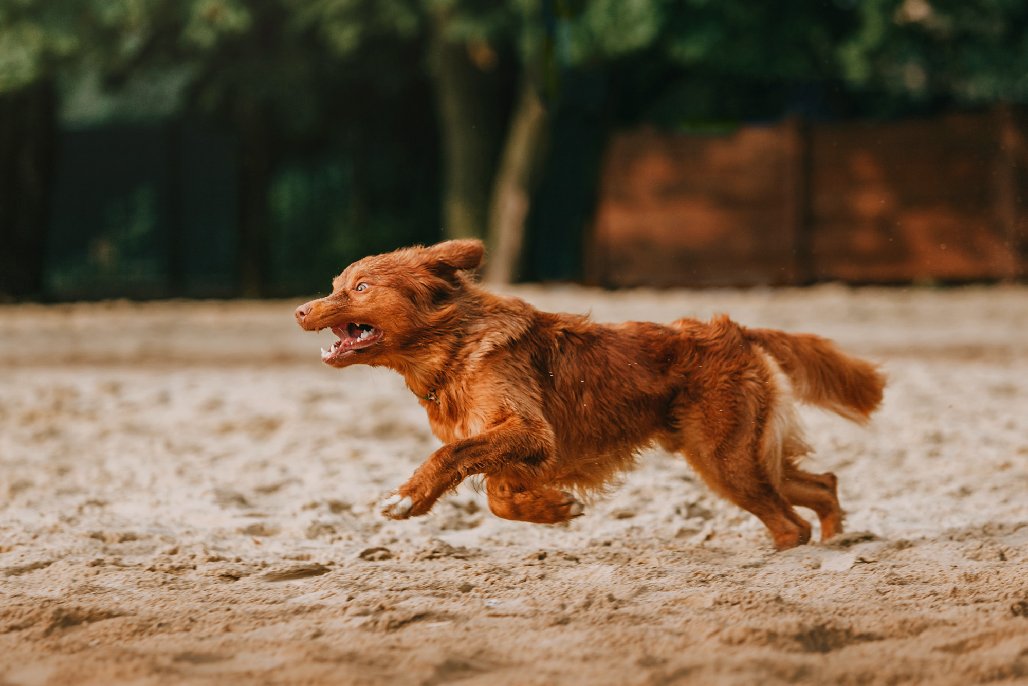 Бублик. Фотограф-анималист Елена Радченко, Москва