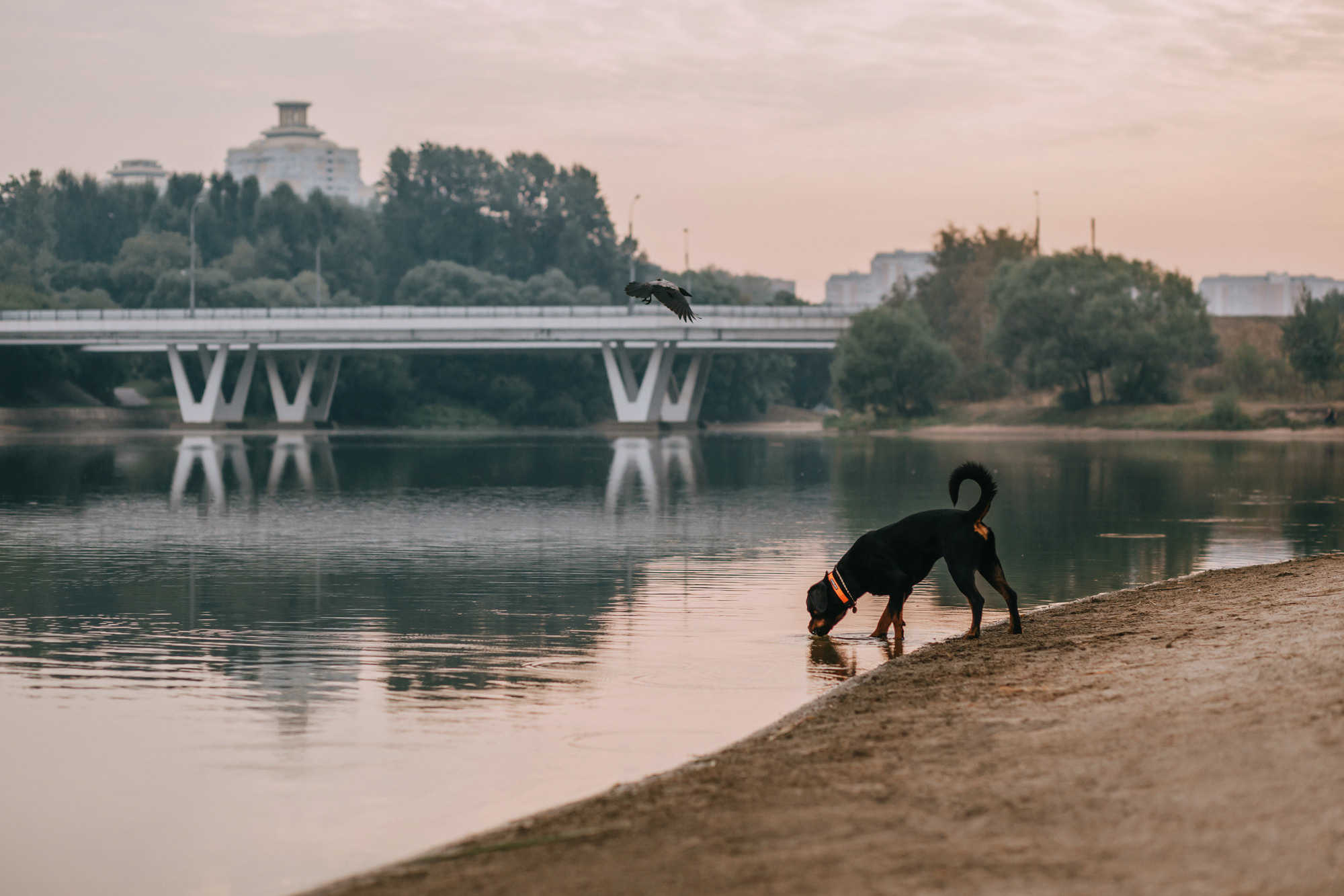 Виктория, Финн и Ливи. Фотограф-анималист Елена Радченко, Москва