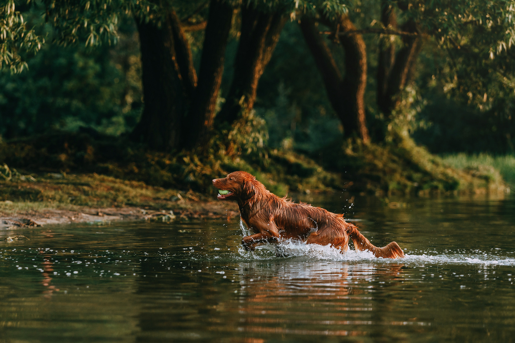 Бублик. Фотограф-анималист Елена Радченко, Москва