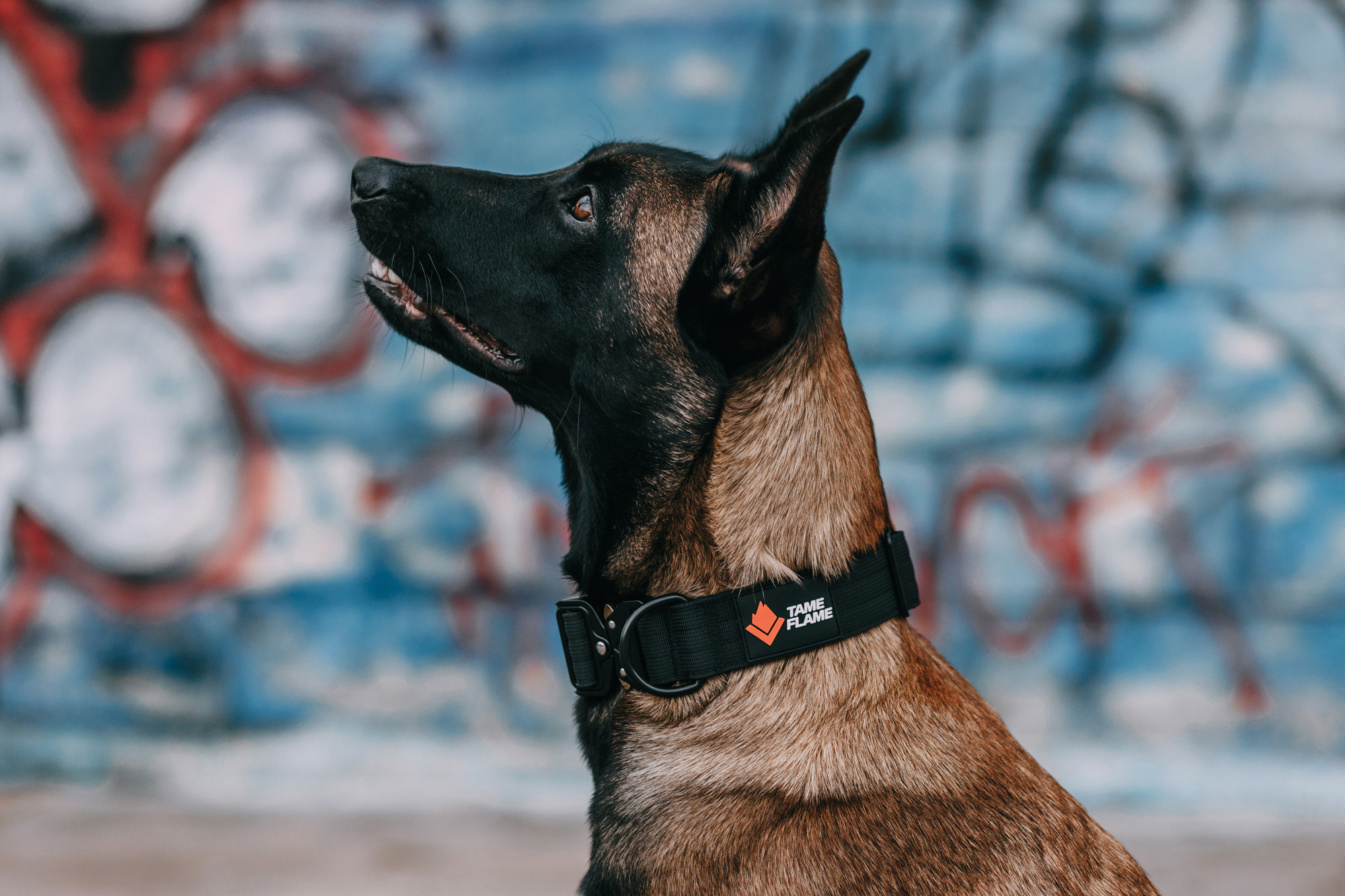 Ошейники Tame flame. Фотограф-анималист Елена Радченко, Москва