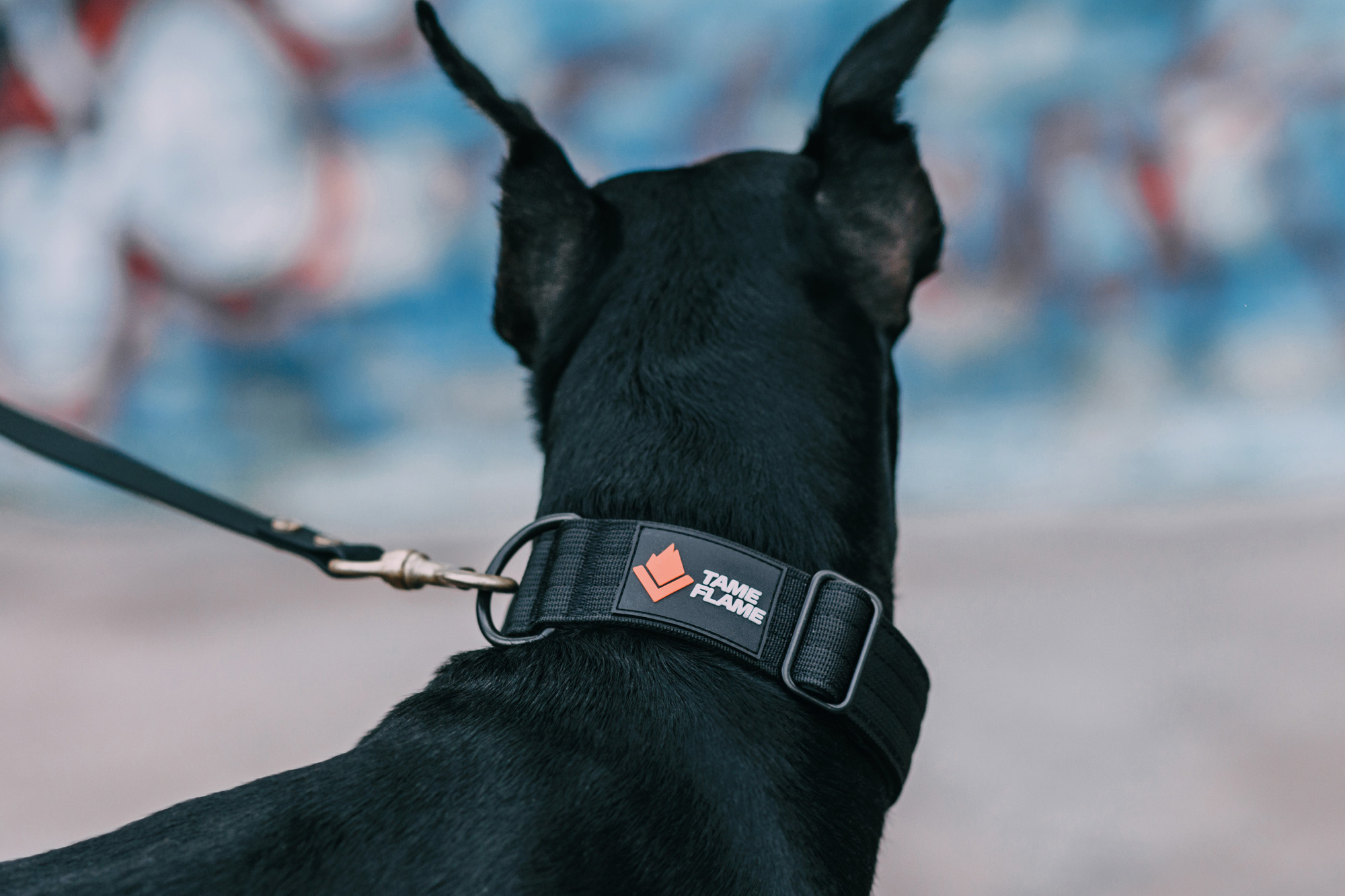 Ошейники Tame flame. Фотограф-анималист Елена Радченко, Москва