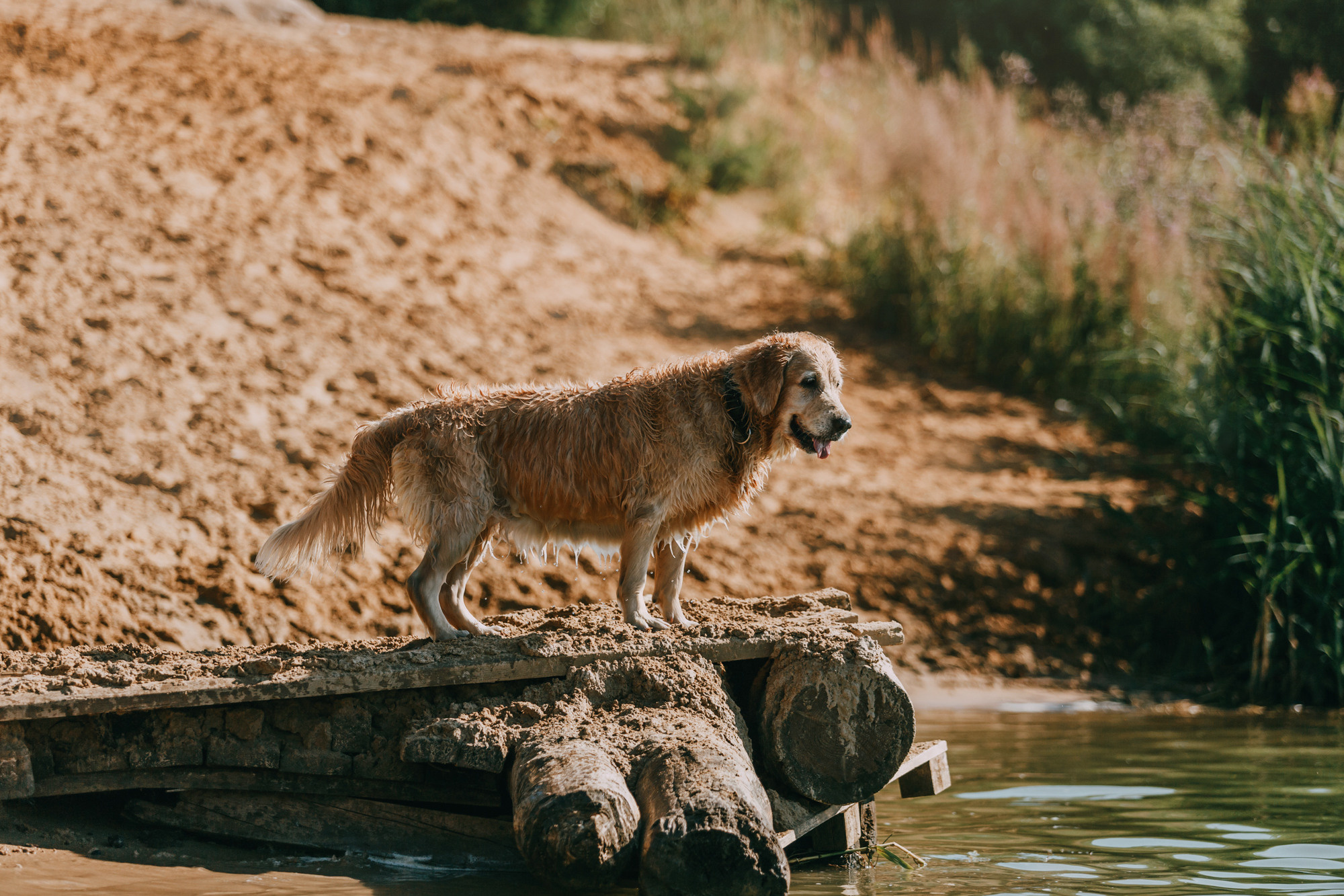 Бэлла и Альма. Фотограф-анималист Елена Радченко, Москва