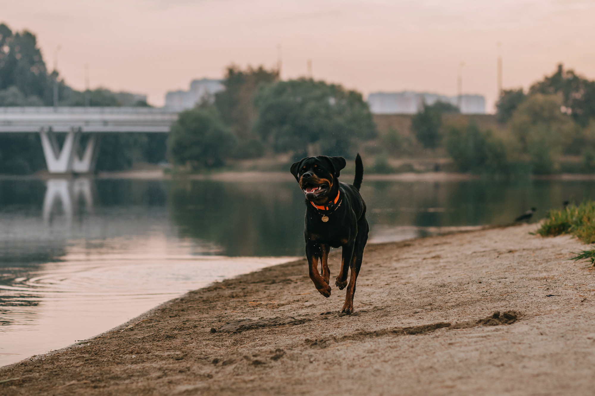 Виктория, Финн и Ливи. Фотограф-анималист Елена Радченко, Москва