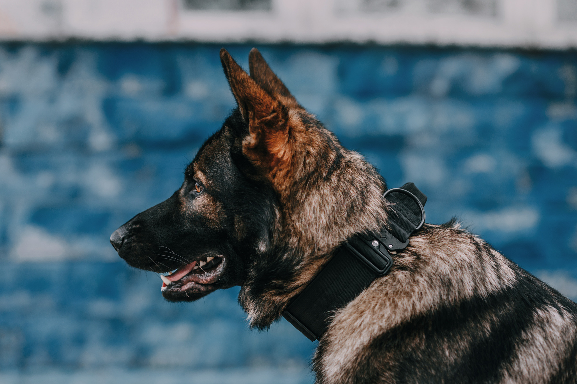 Ошейники Tame flame. Фотограф-анималист Елена Радченко, Москва