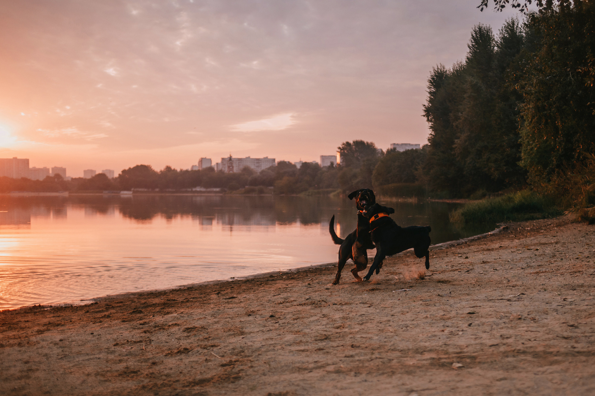Виктория, Финн и Ливи. Фотограф-анималист Елена Радченко, Москва
