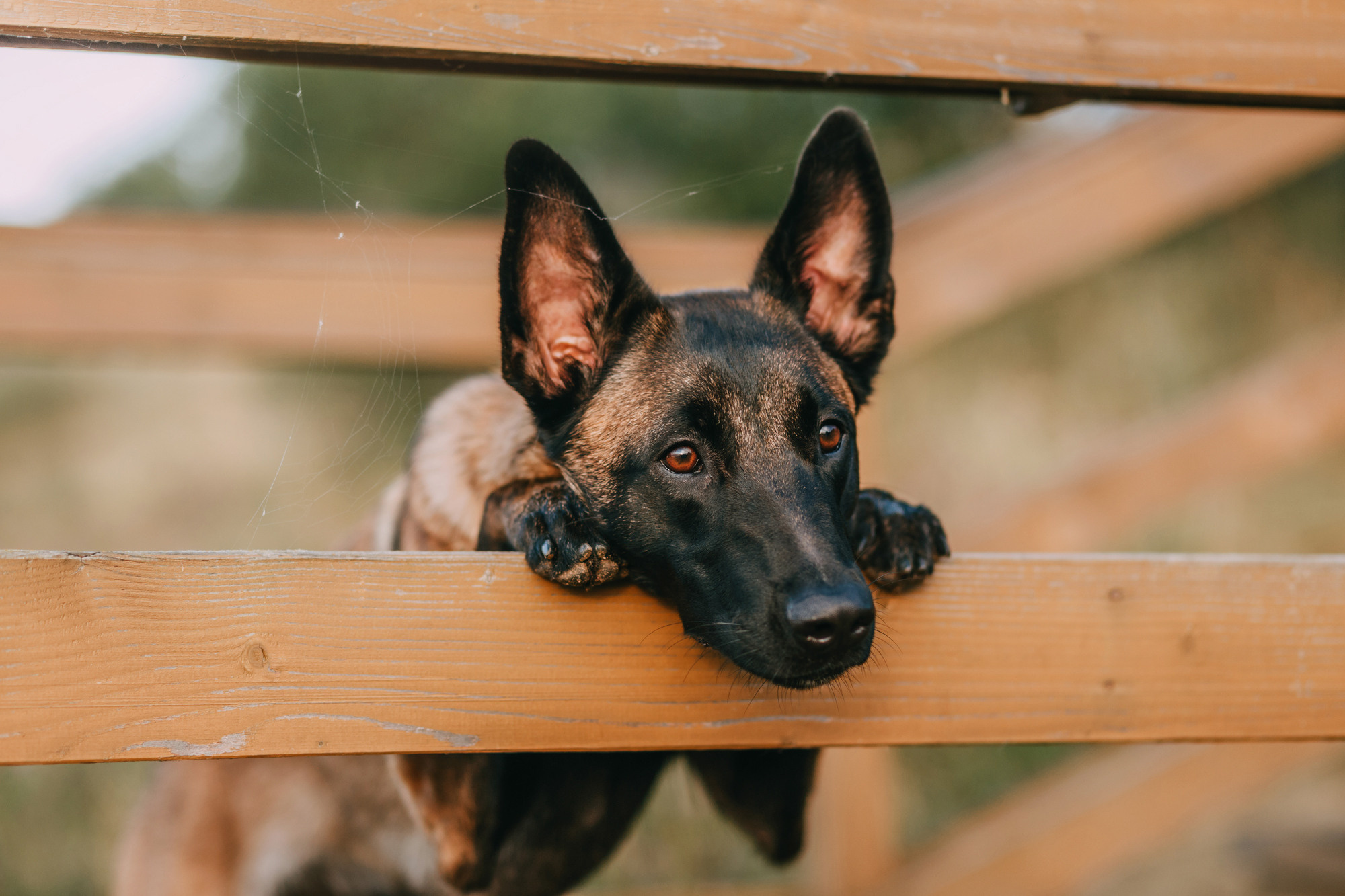 Полина и Ишка. Фотограф-анималист Елена Радченко, Москва
