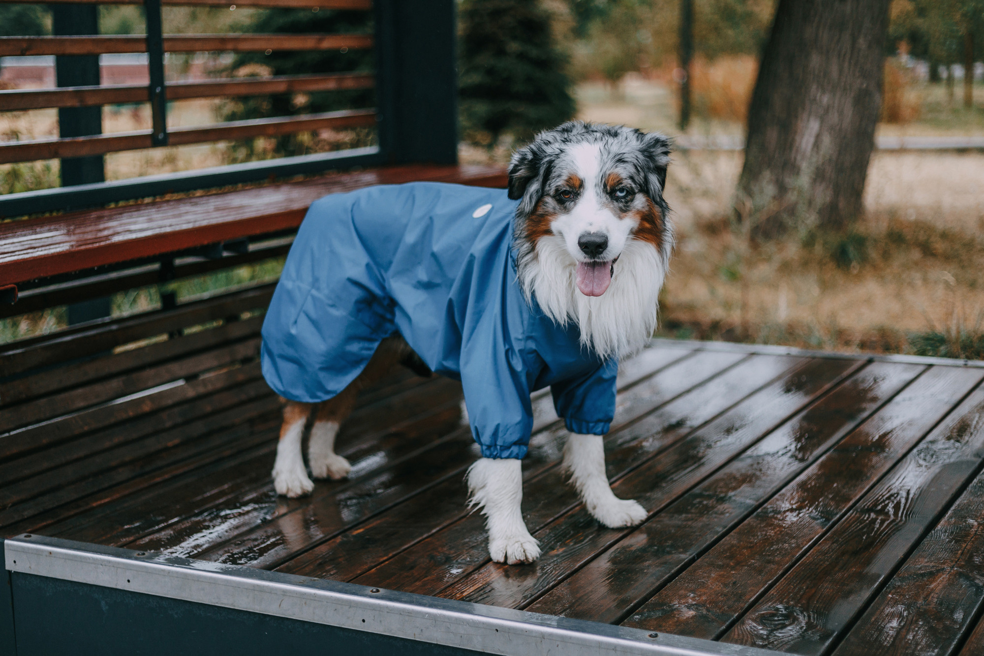 Одежда Armored dog. Фотограф-анималист Елена Радченко, Москва