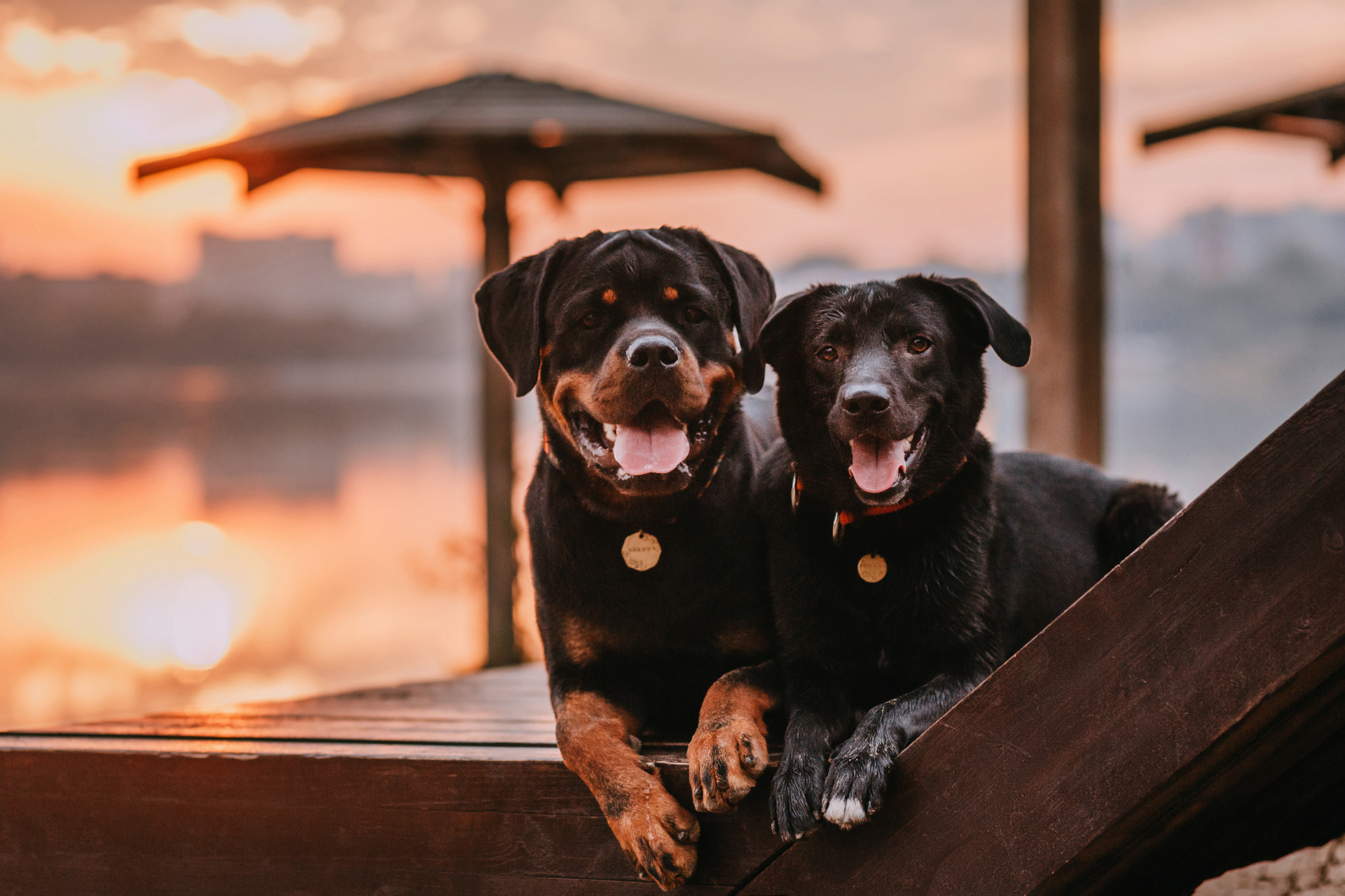 Виктория, Финн и Ливи. Фотограф-анималист Елена Радченко, Москва