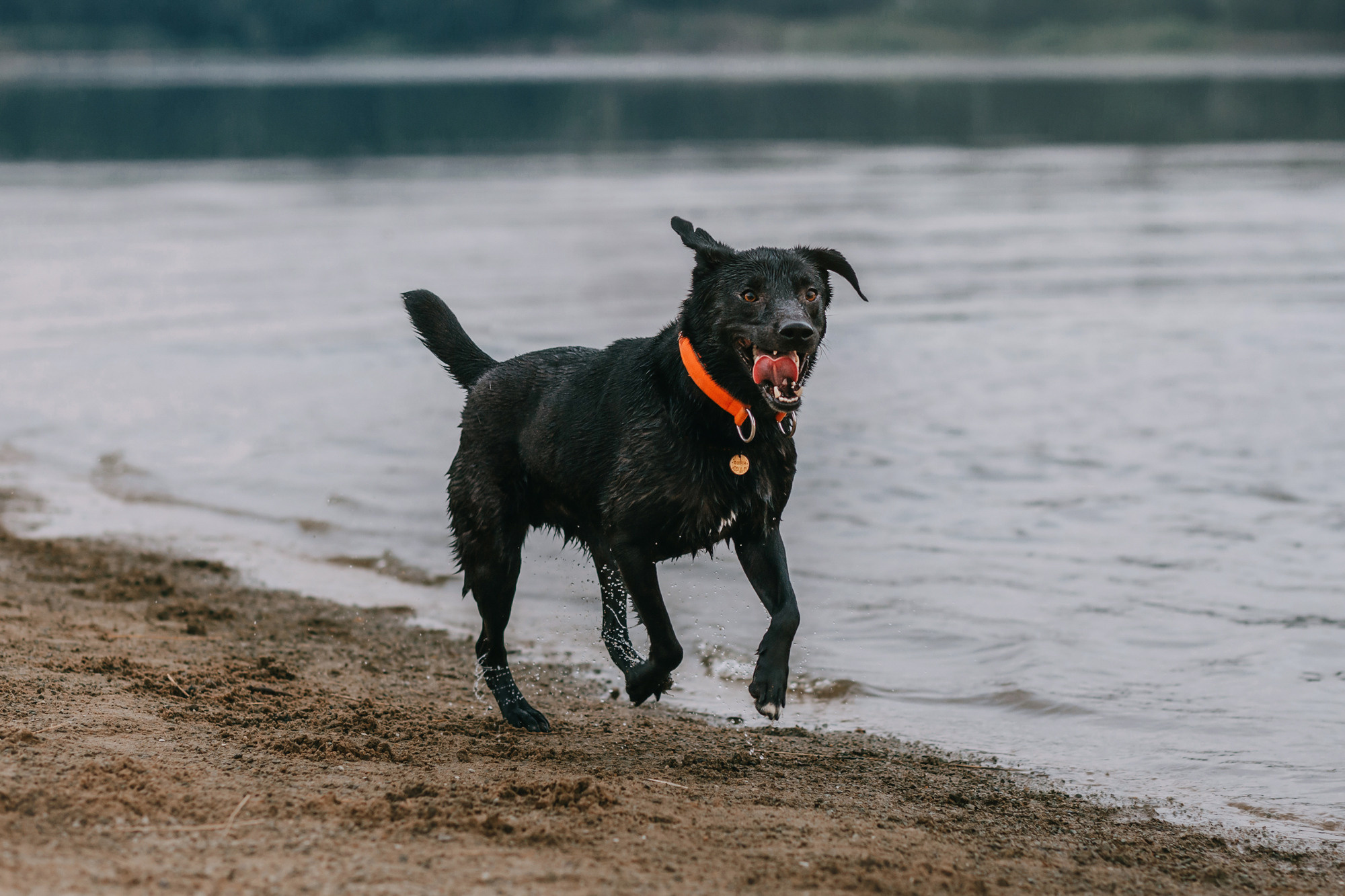 Виктория, Финн и Ливи. Фотограф-анималист Елена Радченко, Москва