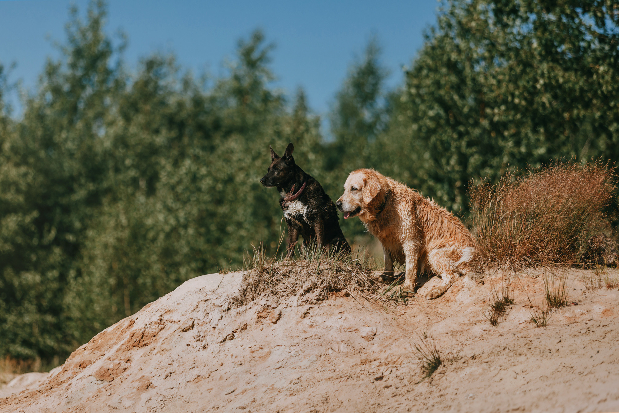 Бэлла и Альма. Фотограф-анималист Елена Радченко, Москва