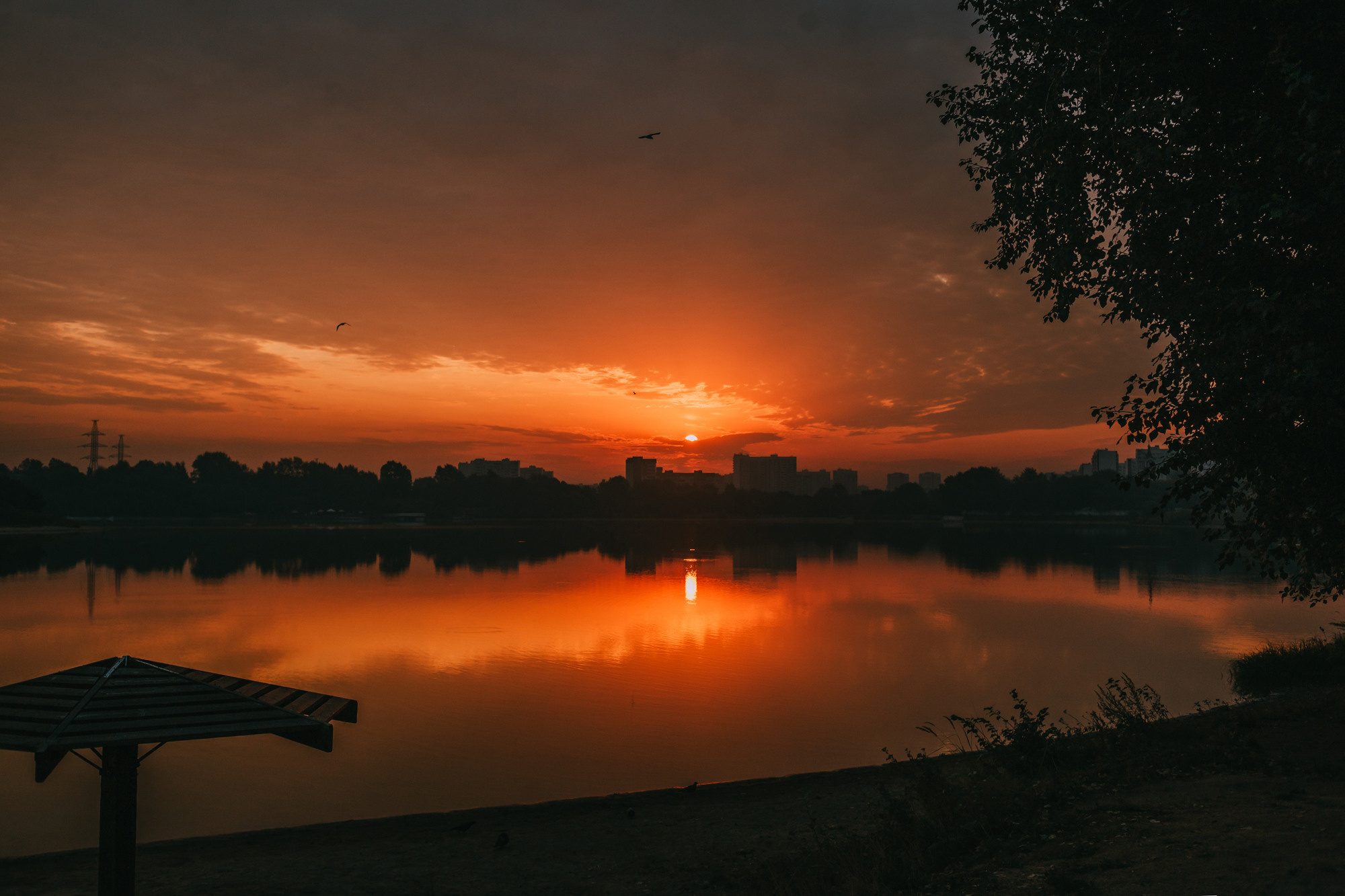 Виктория, Финн и Ливи. Фотограф-анималист Елена Радченко, Москва