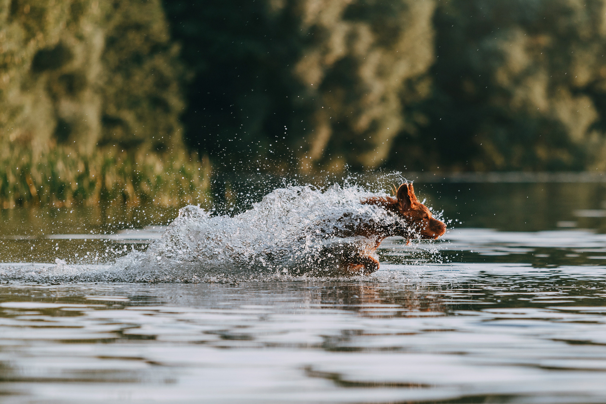 Бублик. Фотограф-анималист Елена Радченко, Москва
