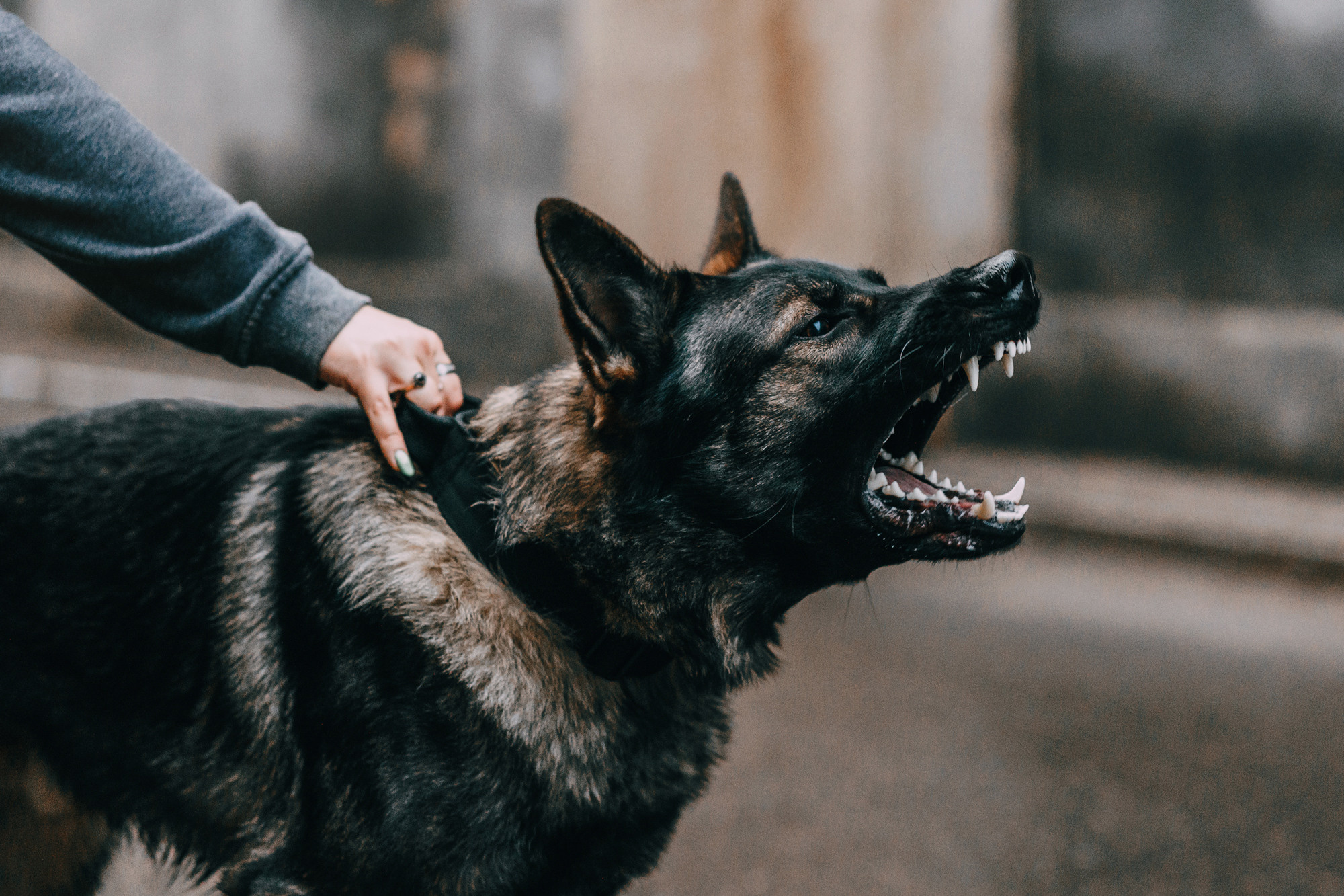 Ошейники Tame flame. Фотограф-анималист Елена Радченко, Москва