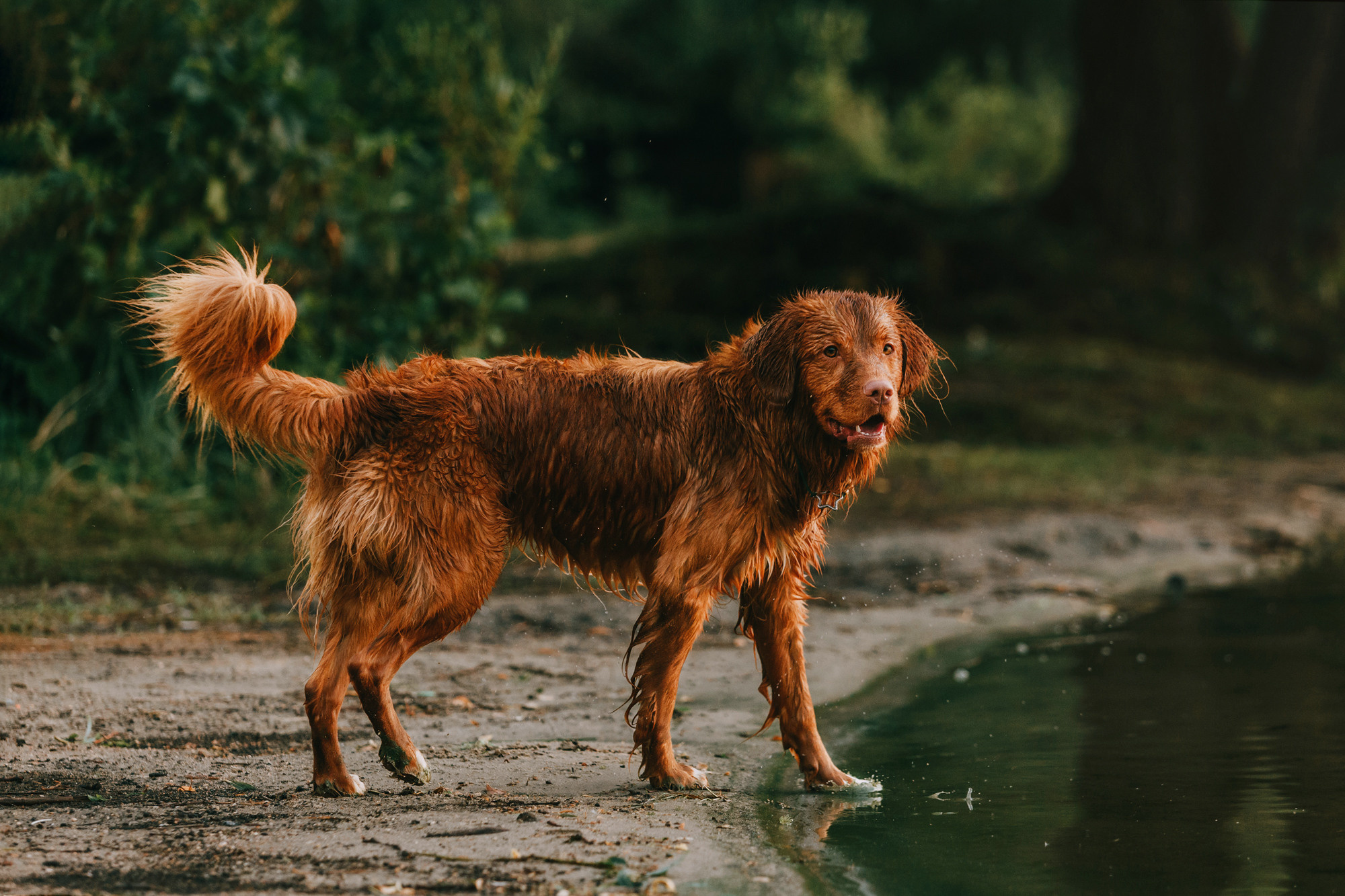 Бублик. Фотограф-анималист Елена Радченко, Москва