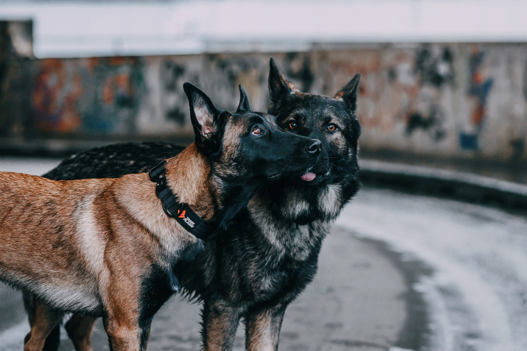 Ошейники Tame flame. Фотограф-анималист Елена Радченко, Москва