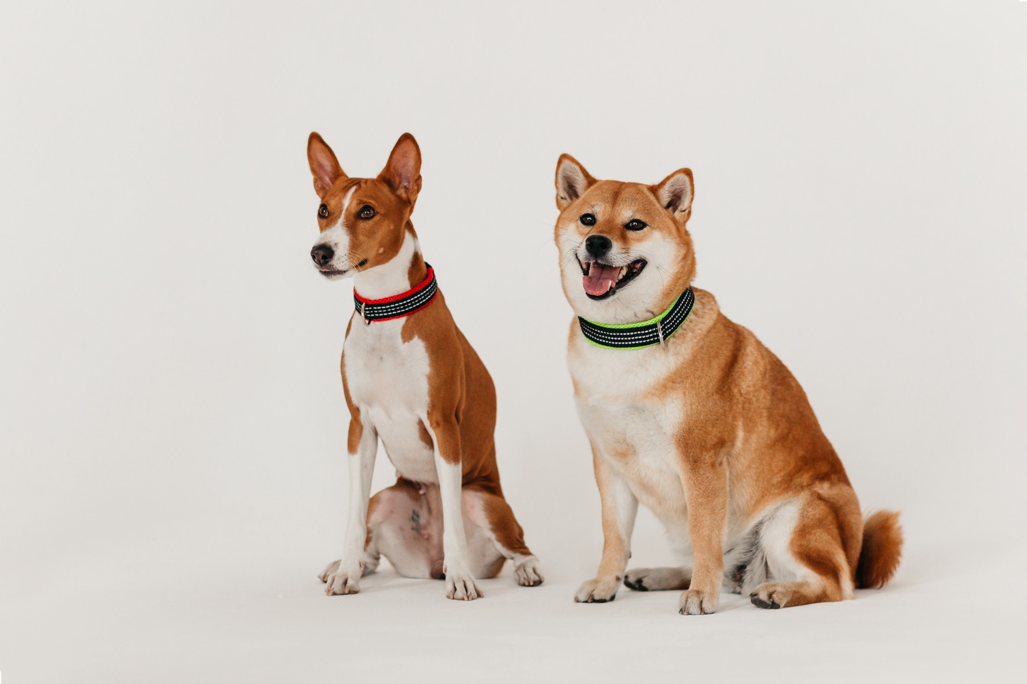 Магазин Каскад. Фотограф-анималист Елена Радченко, Москва