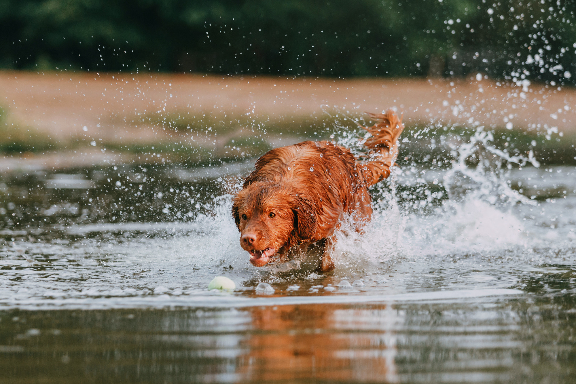 Бублик. Фотограф-анималист Елена Радченко, Москва