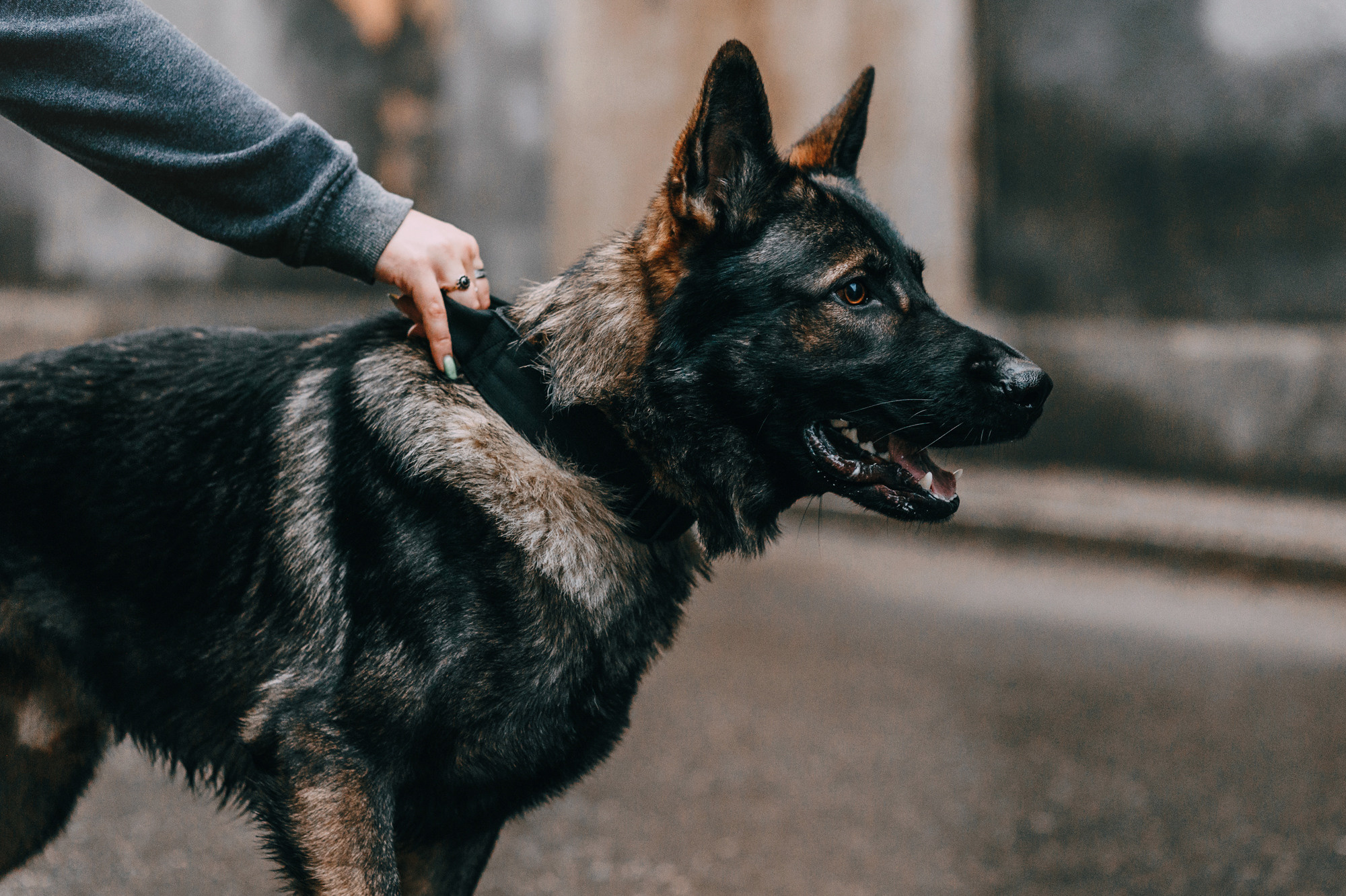Ошейники Tame flame. Фотограф-анималист Елена Радченко, Москва