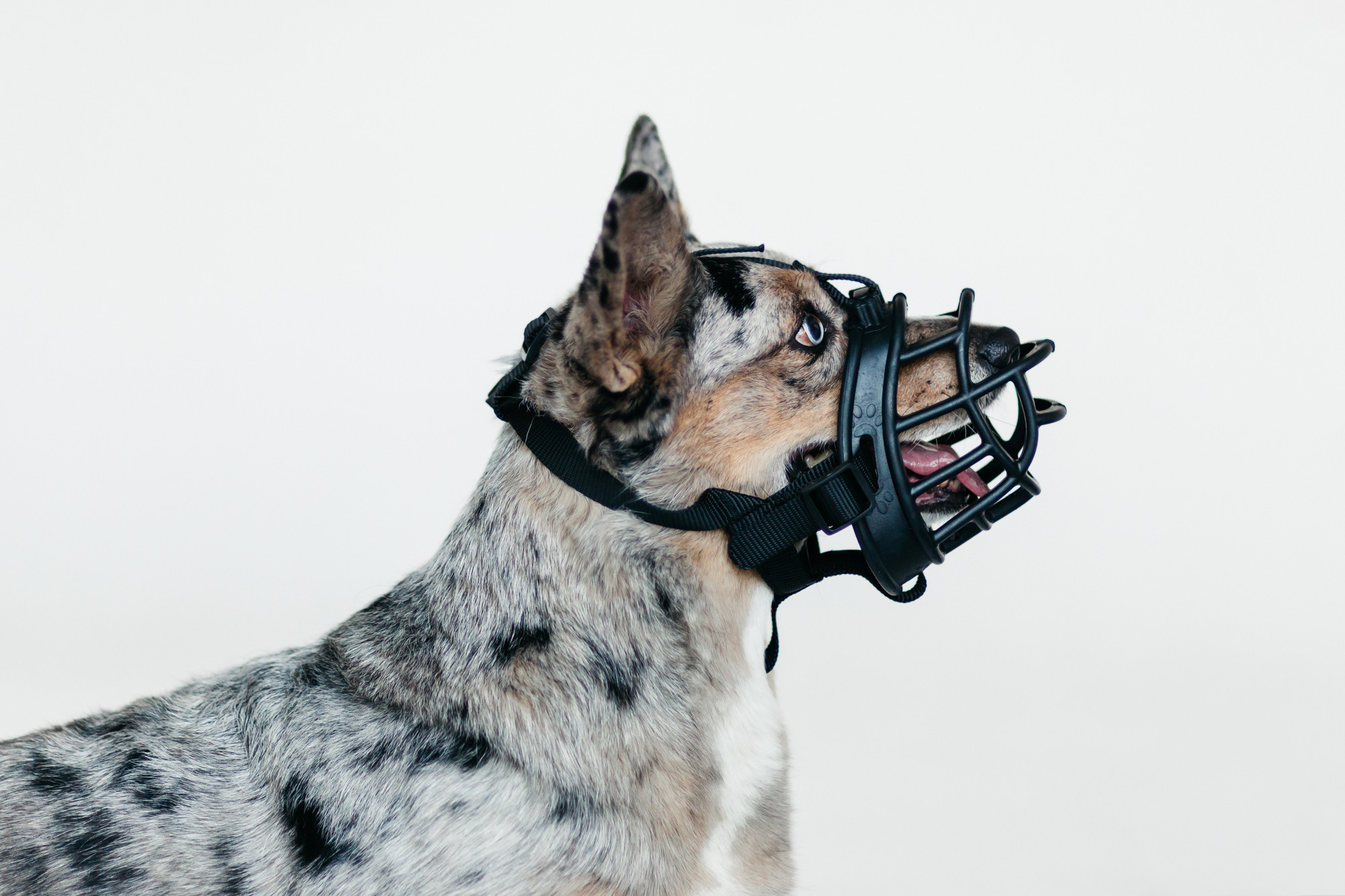 Магазин Каскад. Фотограф-анималист Елена Радченко, Москва