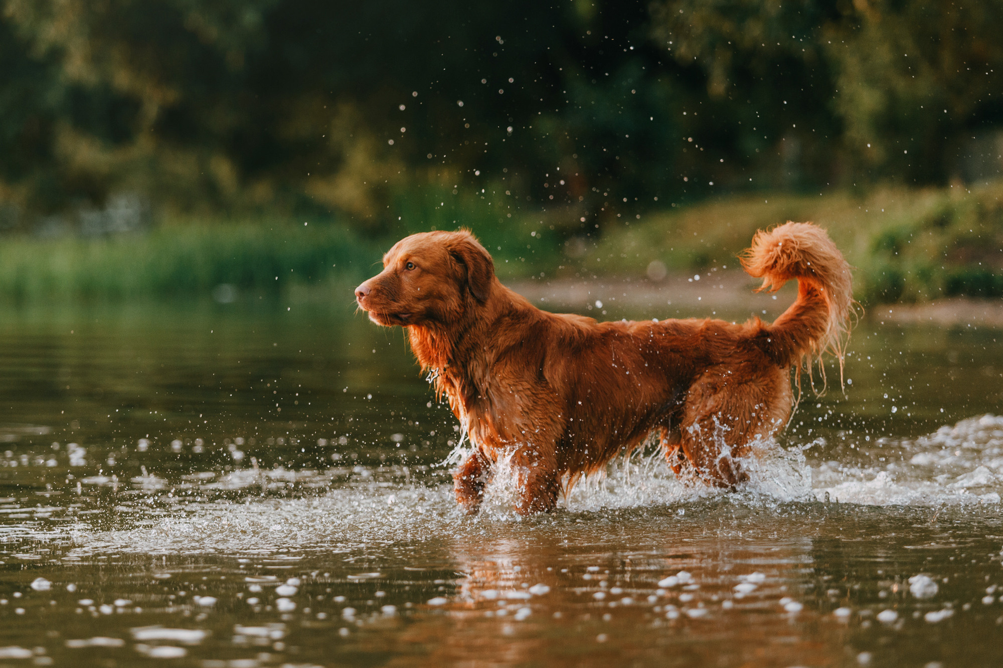 Бублик. Фотограф-анималист Елена Радченко, Москва