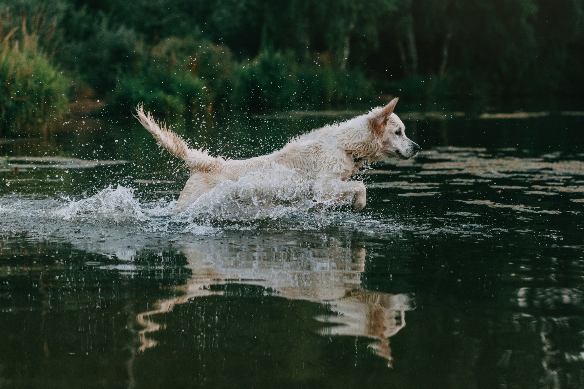 Ольга и Винни. Фотограф-анималист Елена Радченко, Москва