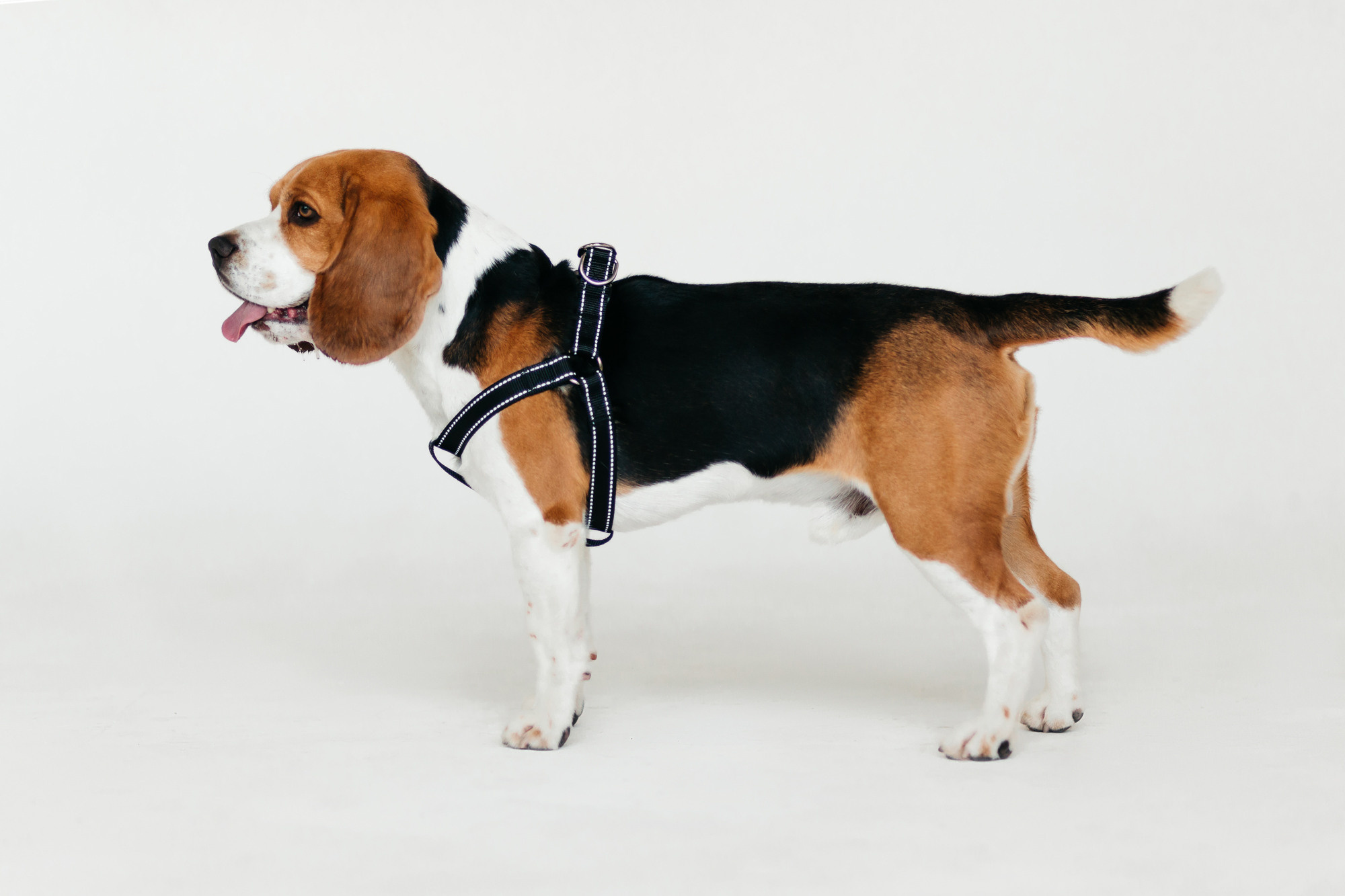 Магазин Каскад. Фотограф-анималист Елена Радченко, Москва