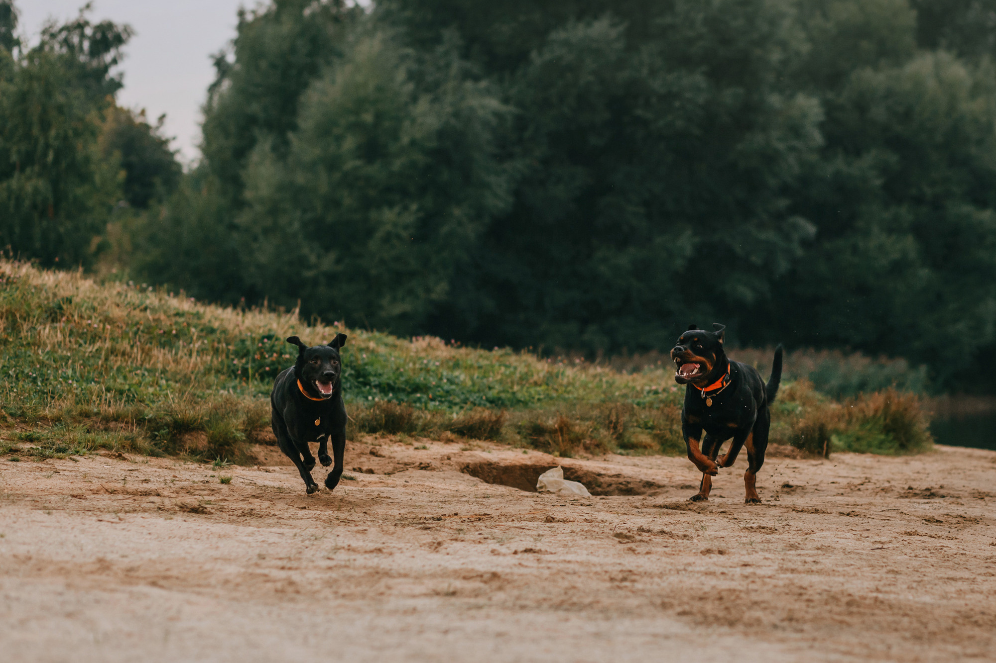 Виктория, Финн и Ливи. Фотограф-анималист Елена Радченко, Москва