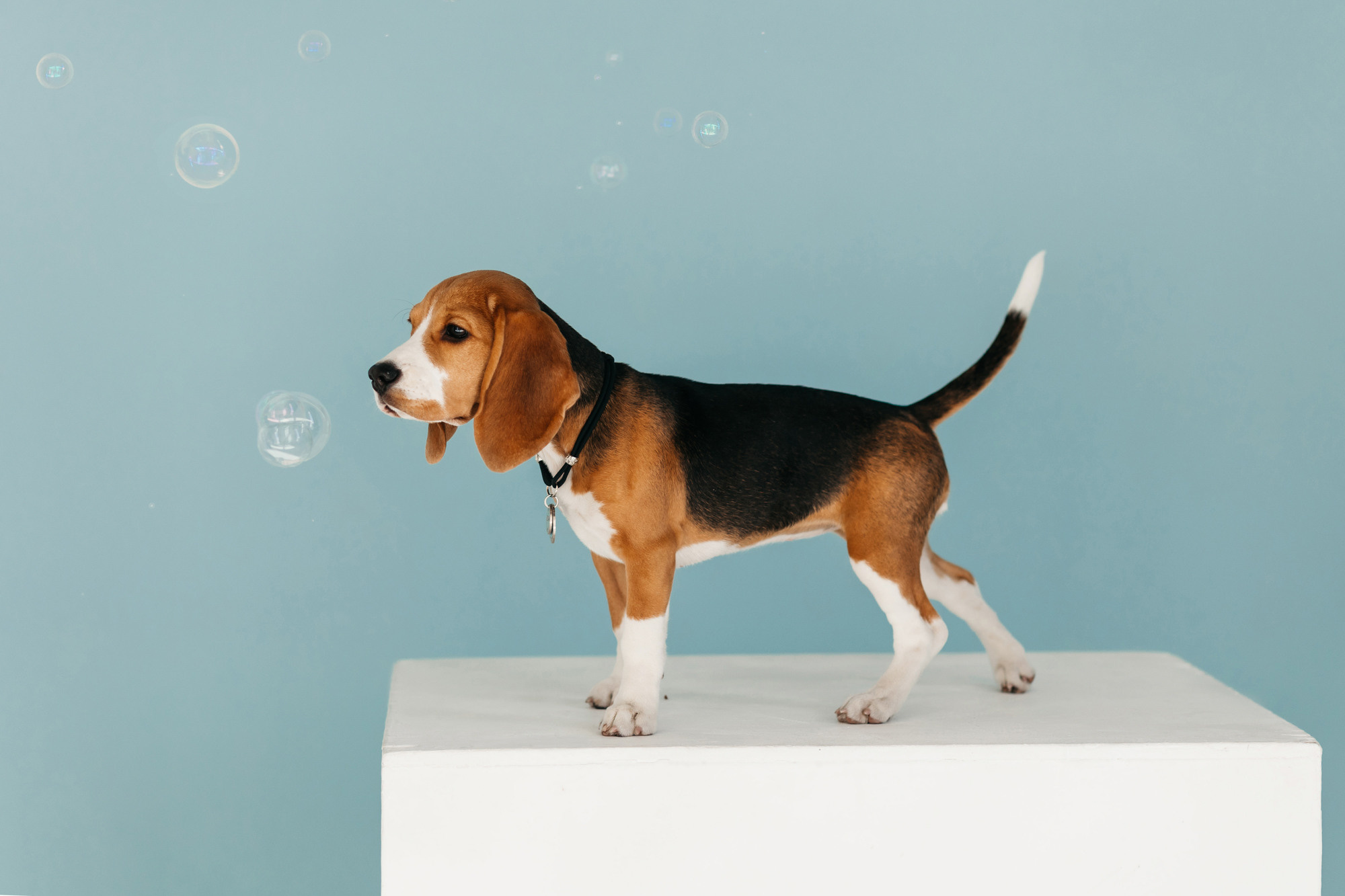 Наталия и Булочка. Фотограф-анималист Елена Радченко, Москва