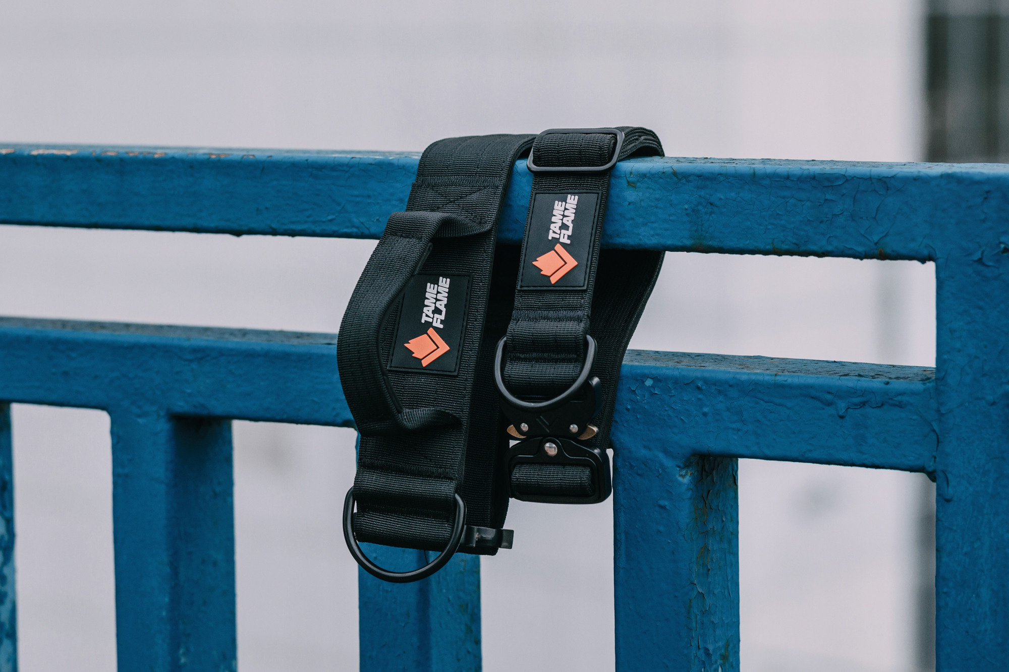 Ошейники Tame flame. Фотограф-анималист Елена Радченко, Москва