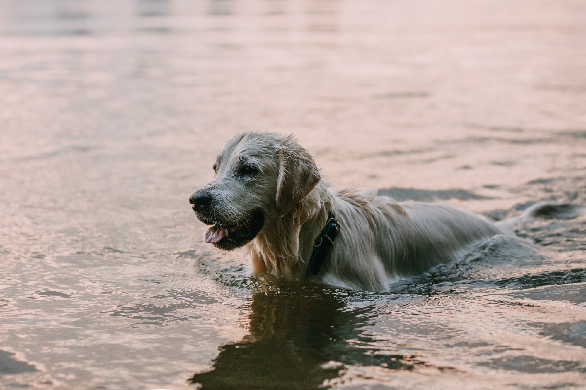 Ольга и Винни. Фотограф-анималист Елена Радченко, Москва