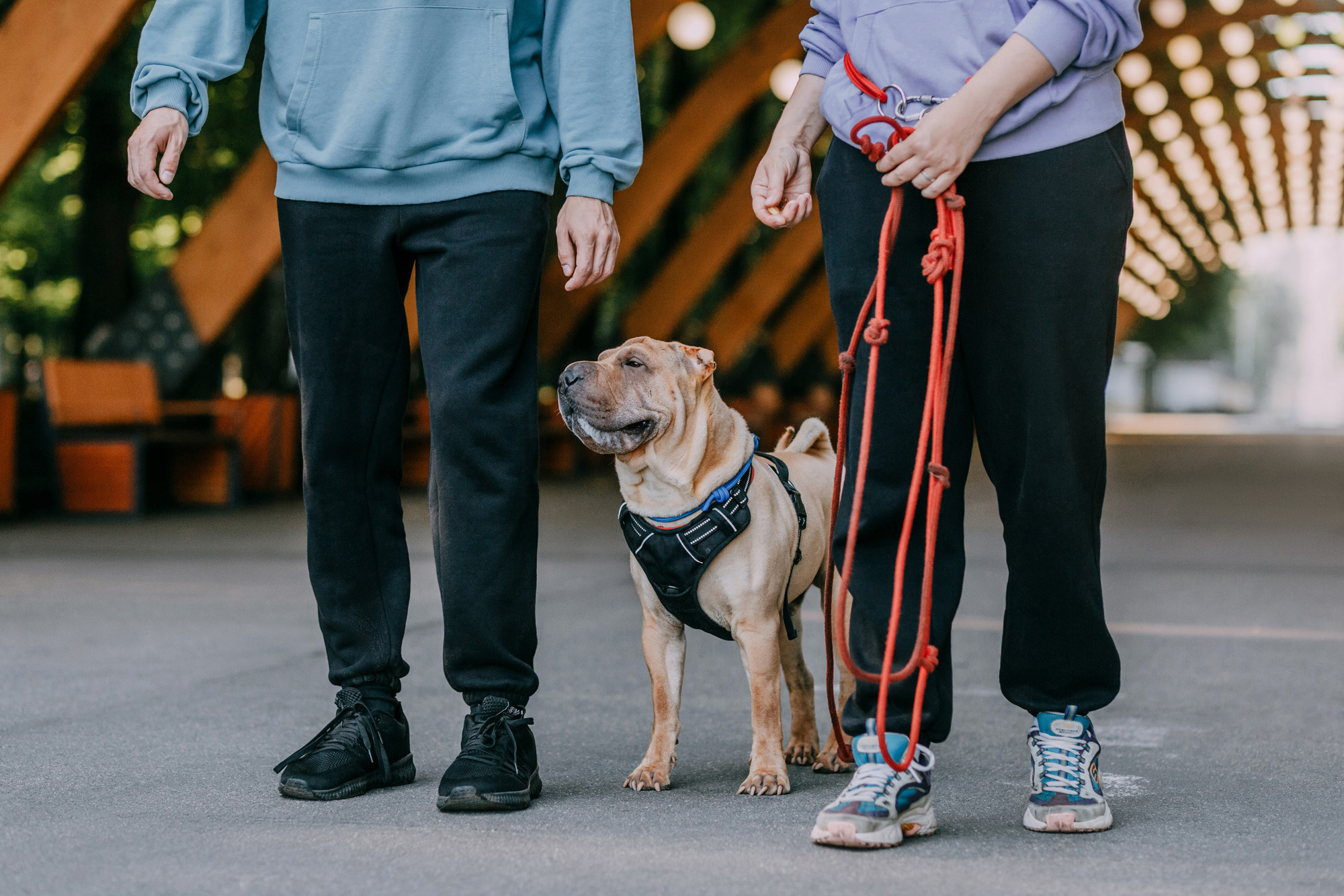 Аппа. Фотограф-анималист Елена Радченко, Москва