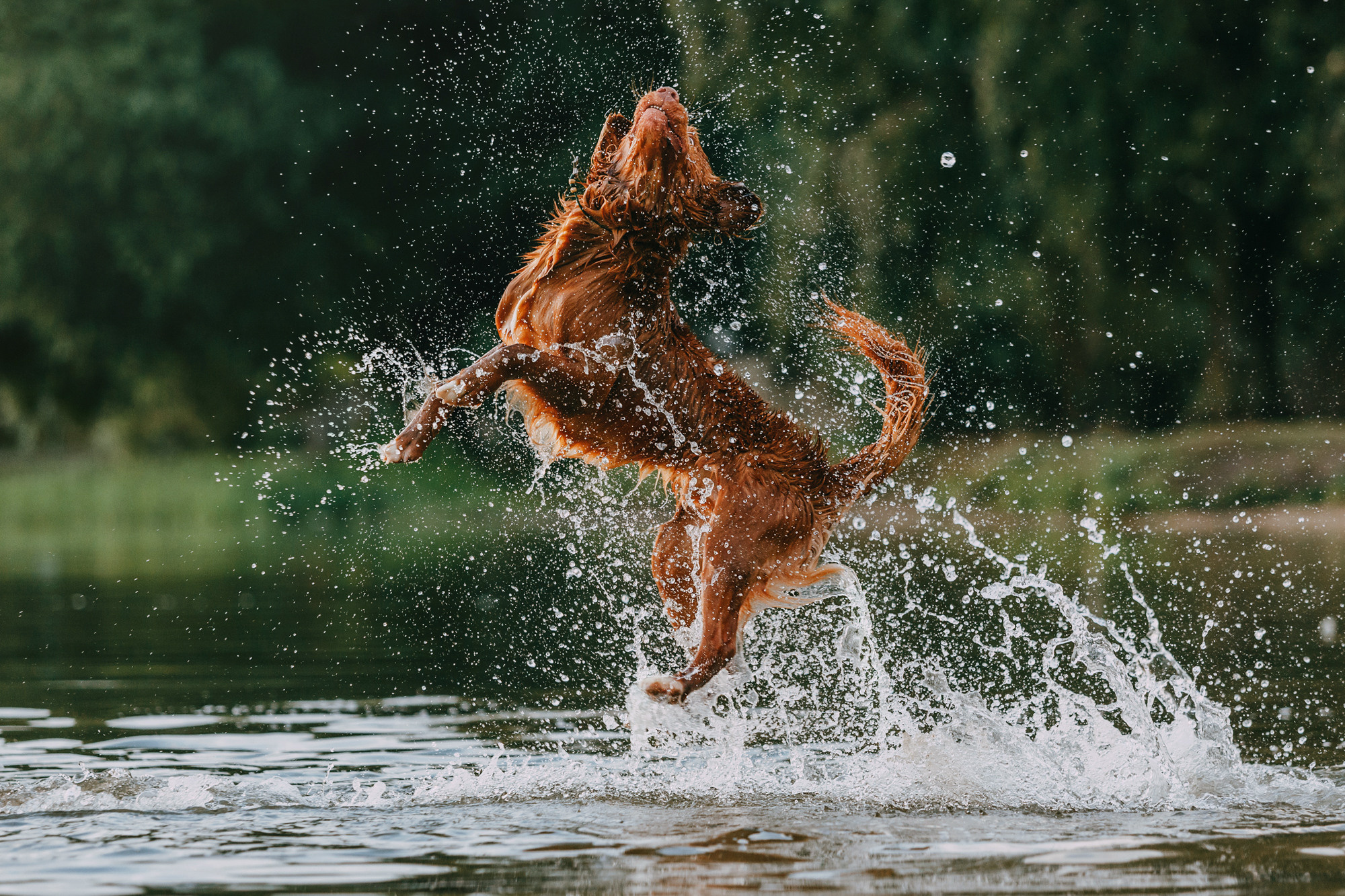 Бублик. Фотограф-анималист Елена Радченко, Москва