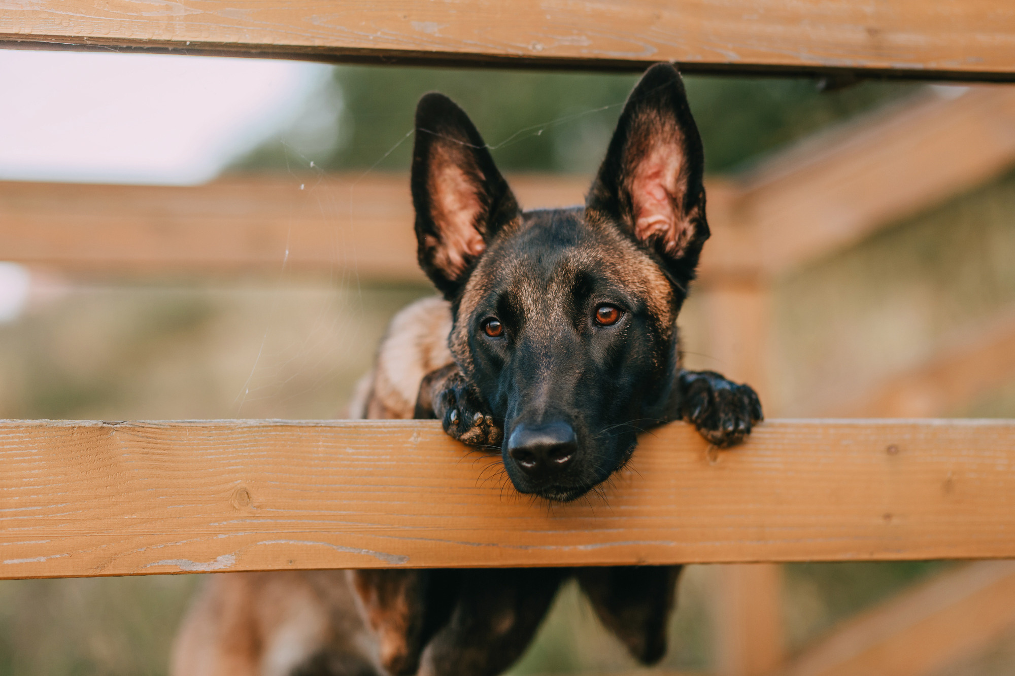 Полина и Ишка. Фотограф-анималист Елена Радченко, Москва